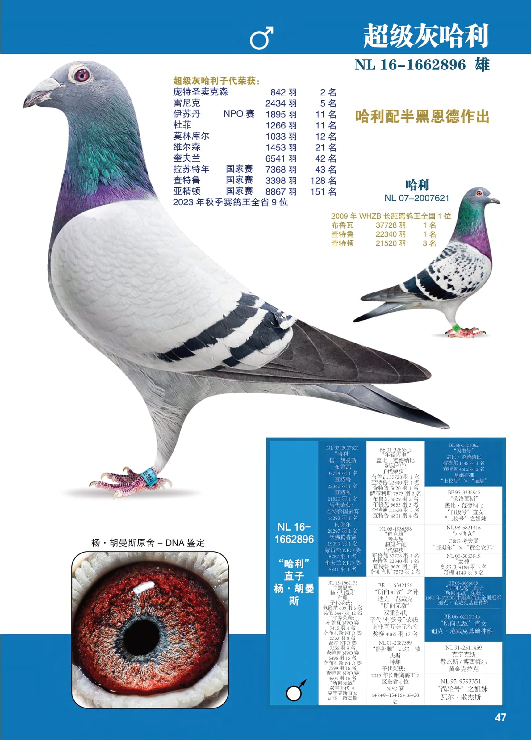 超级灰哈利