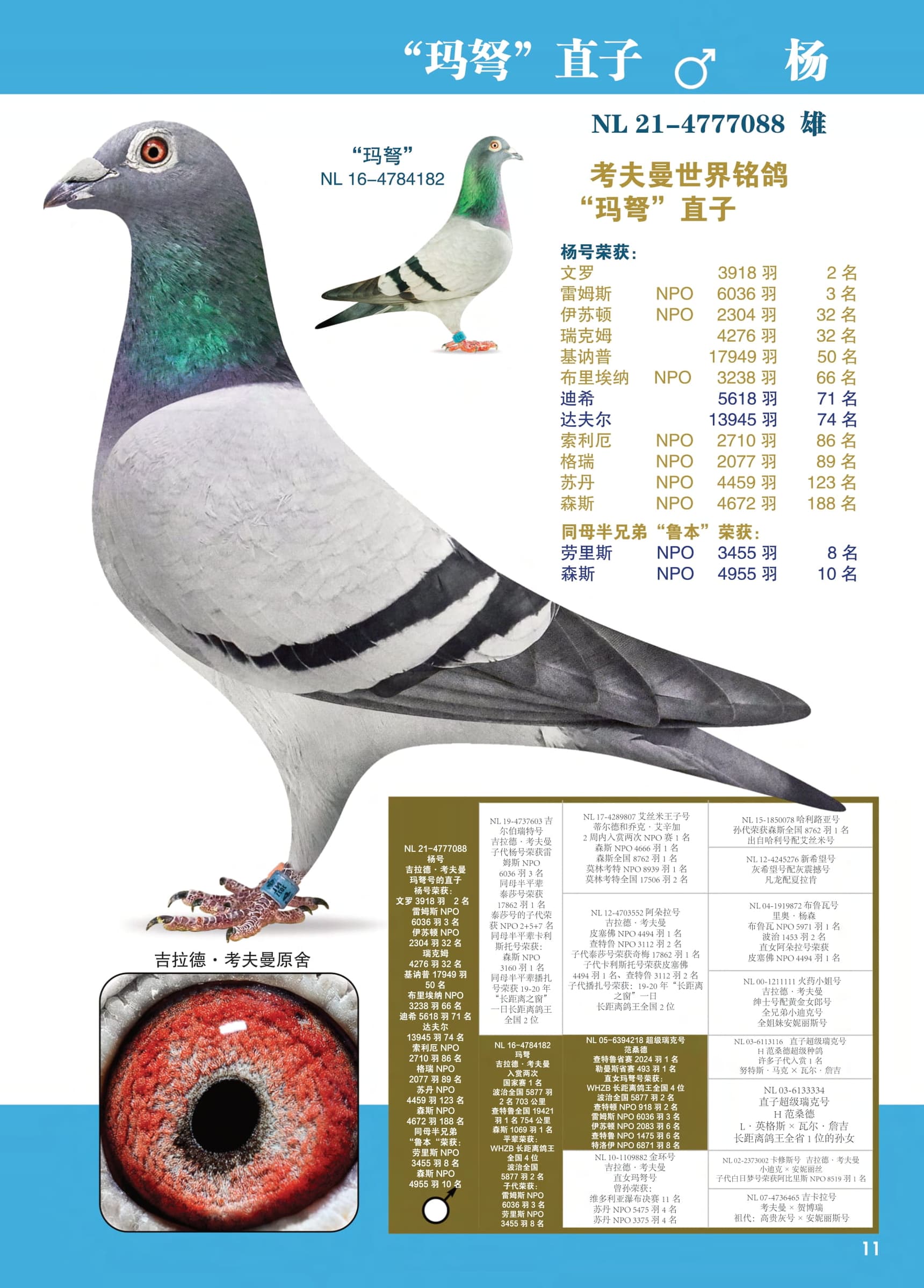 杨