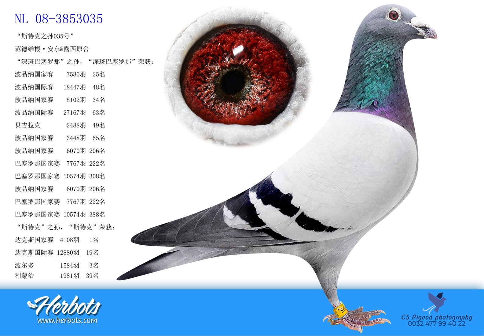 pigeon: undefined