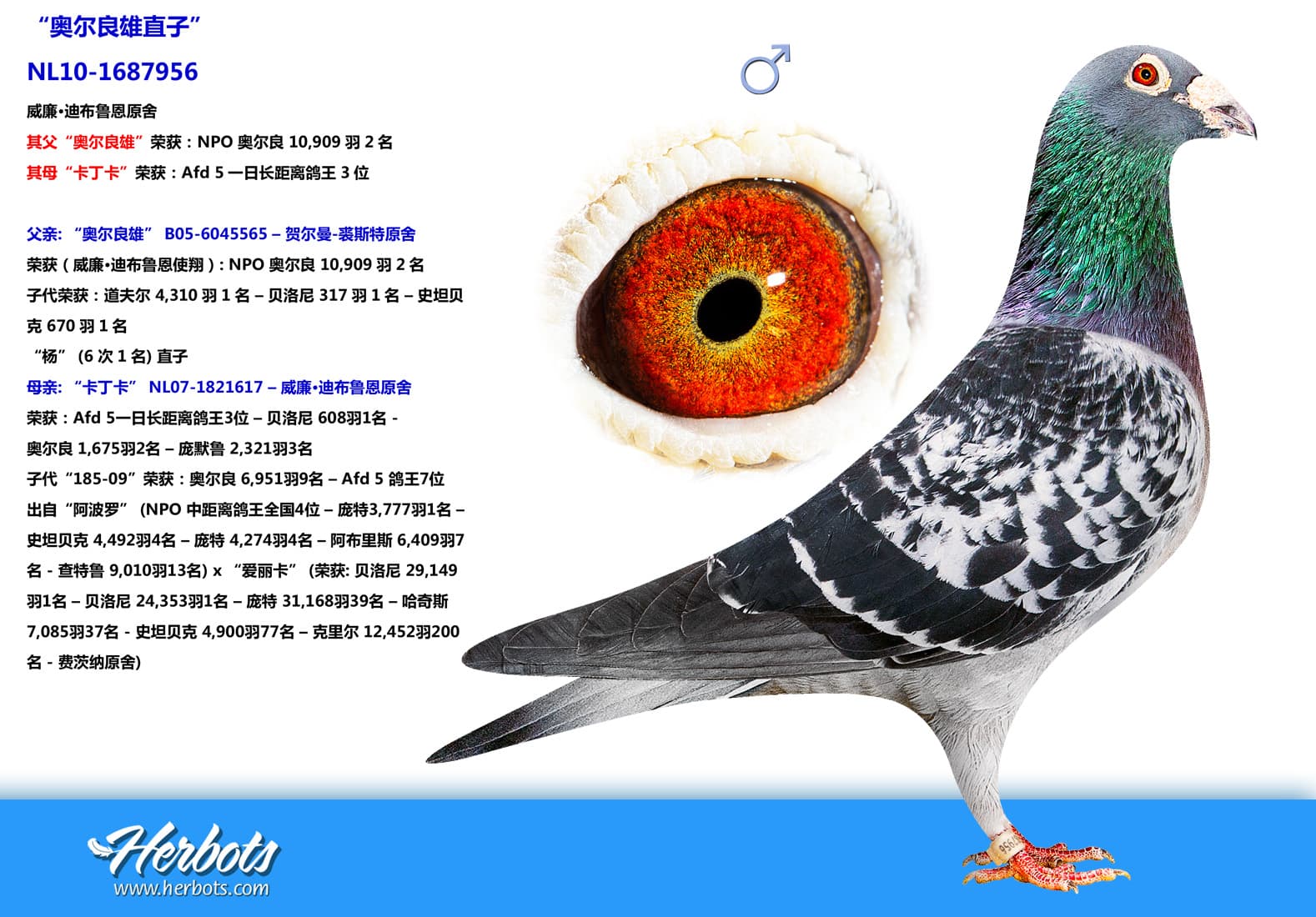 pigeon: undefined