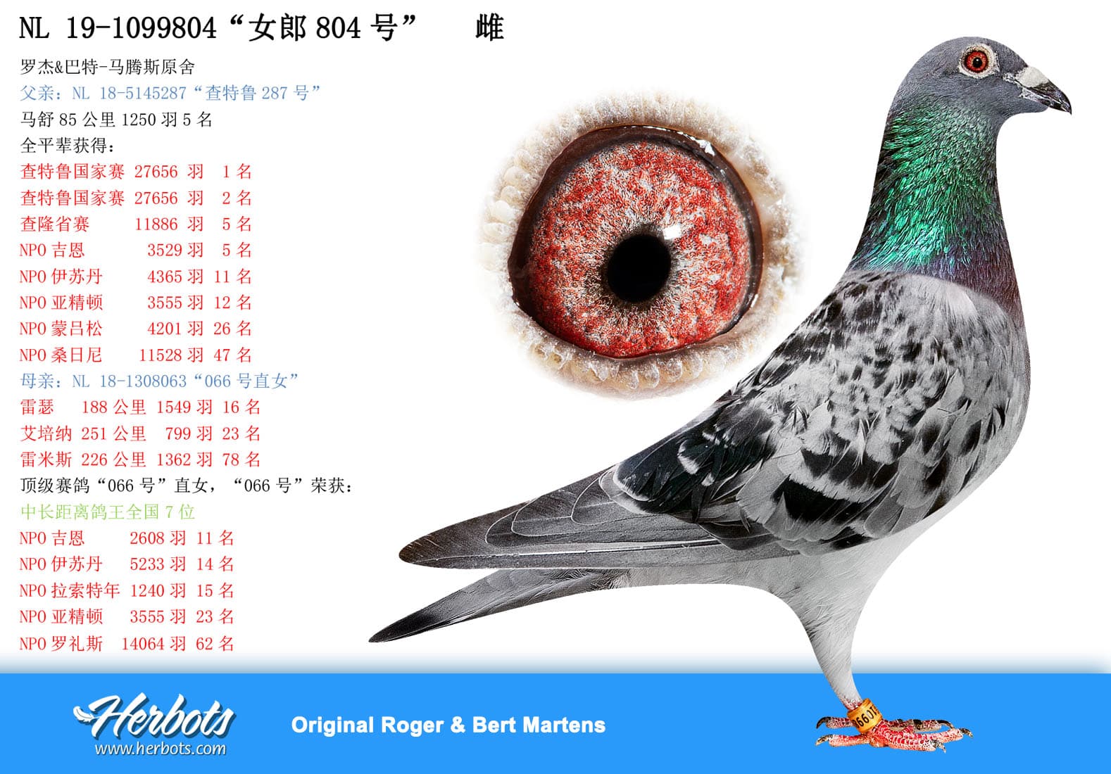 pigeon: undefined