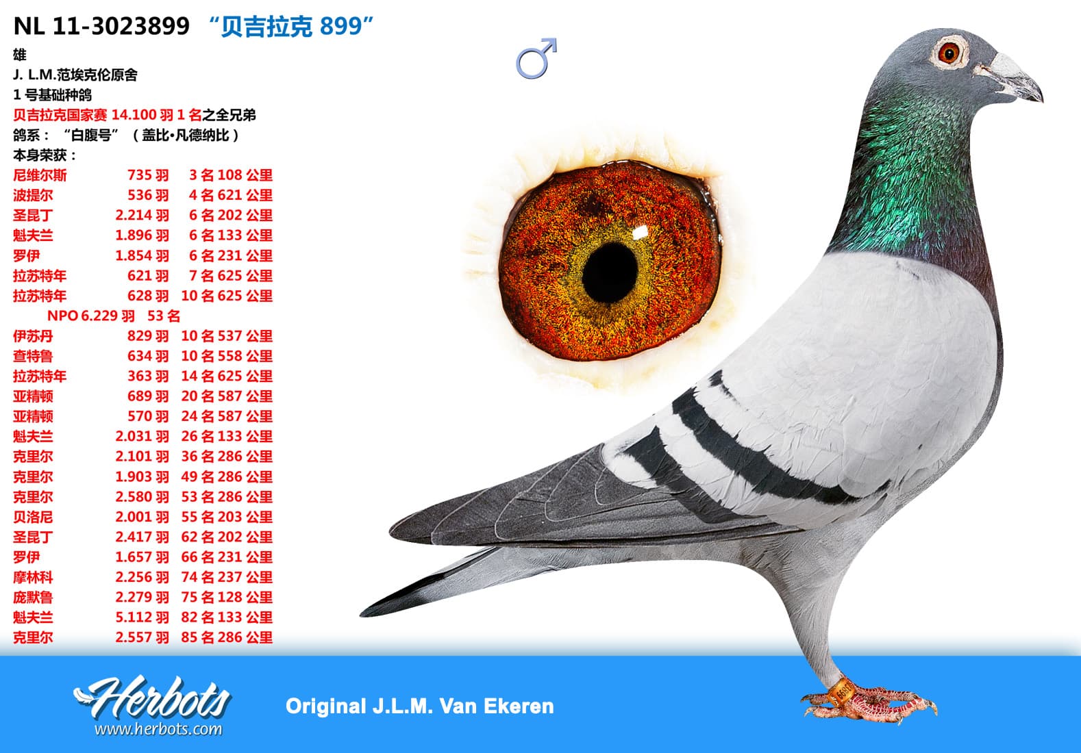 pigeon: “贝吉拉克 899”