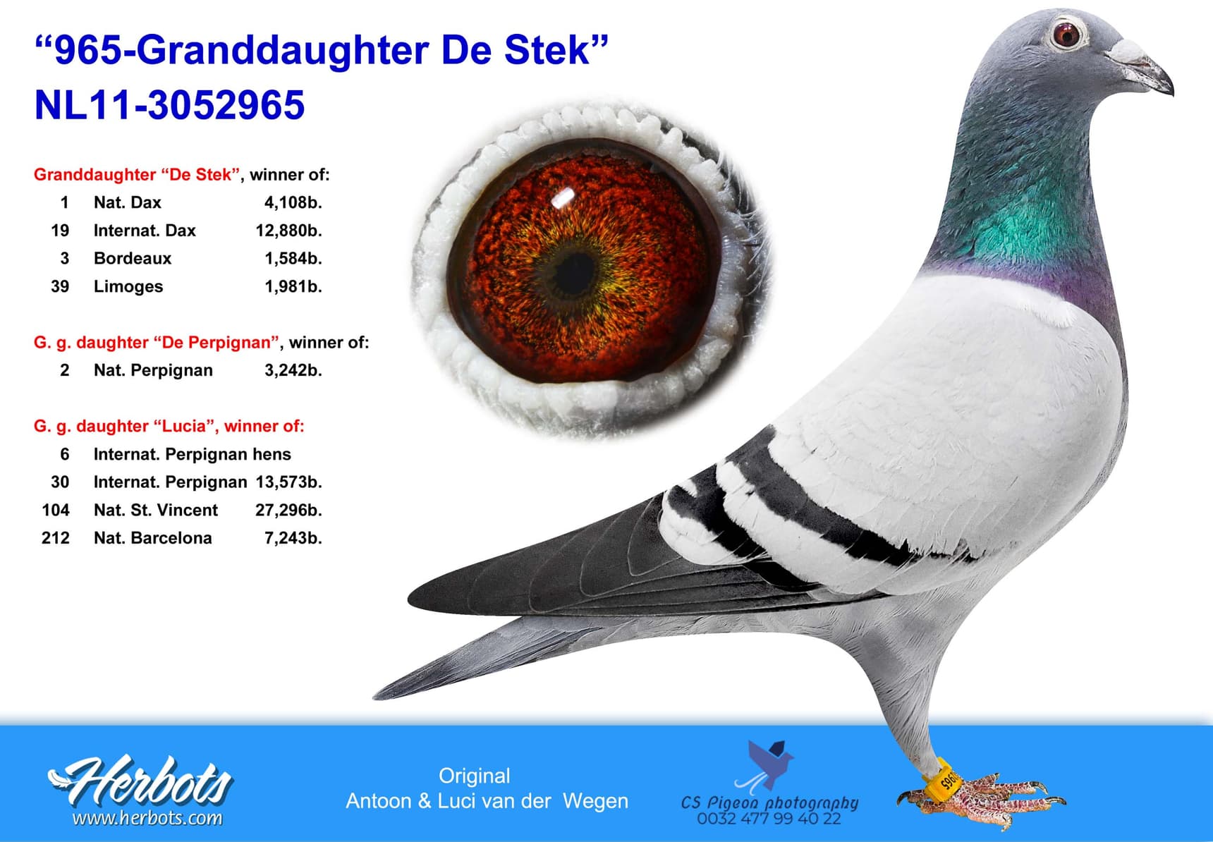 pigeon: undefined