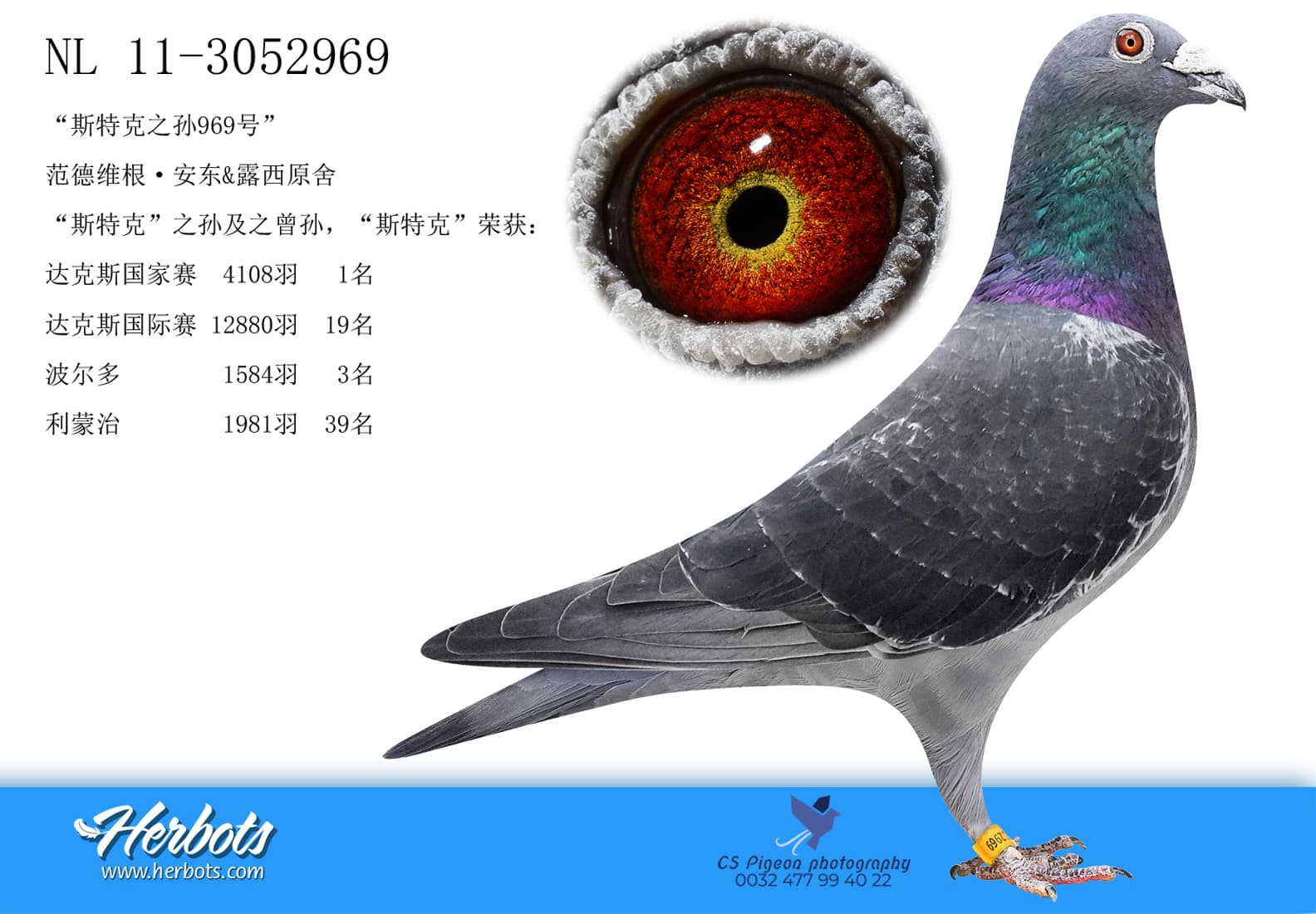 pigeon: undefined