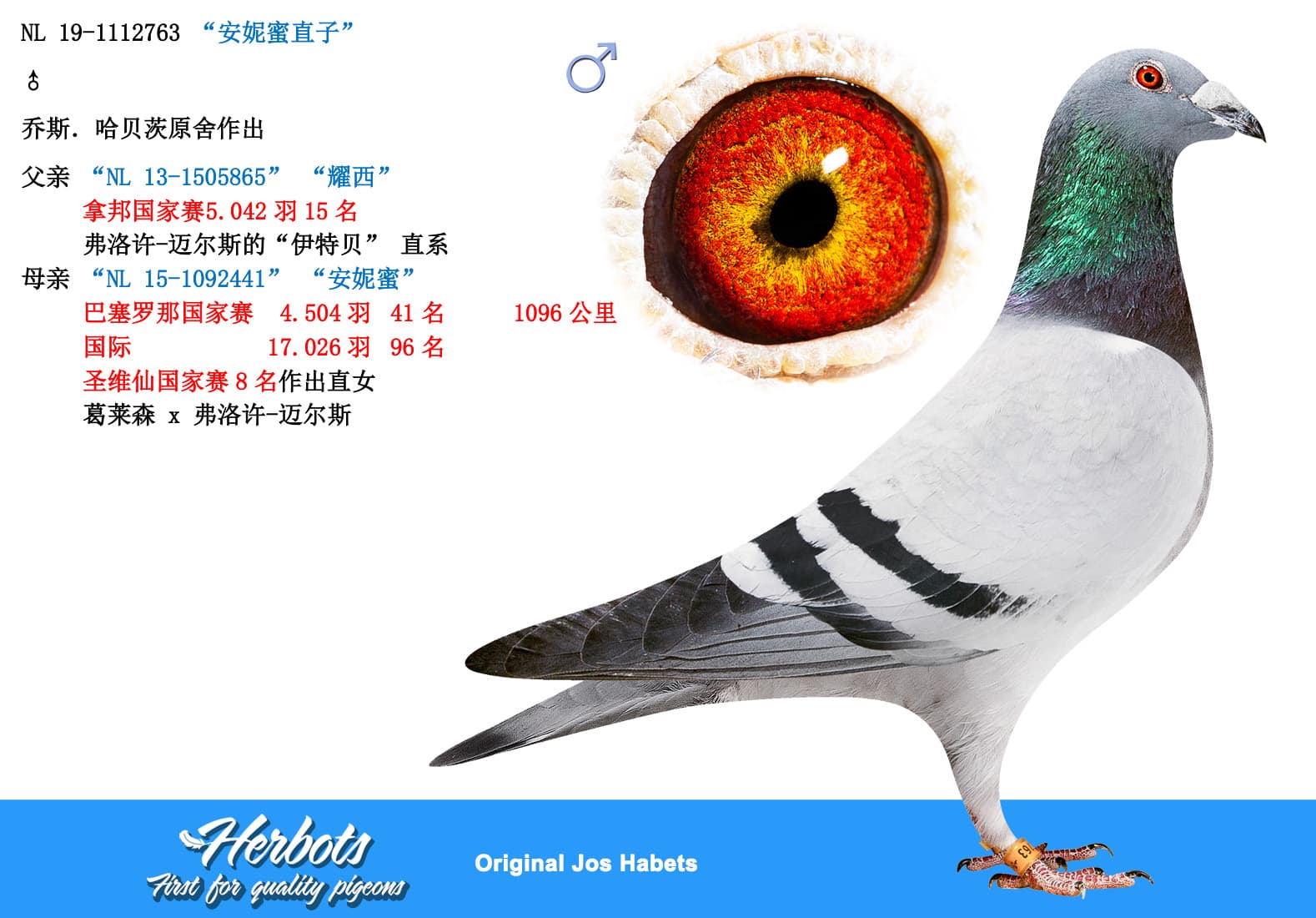 pigeon: undefined