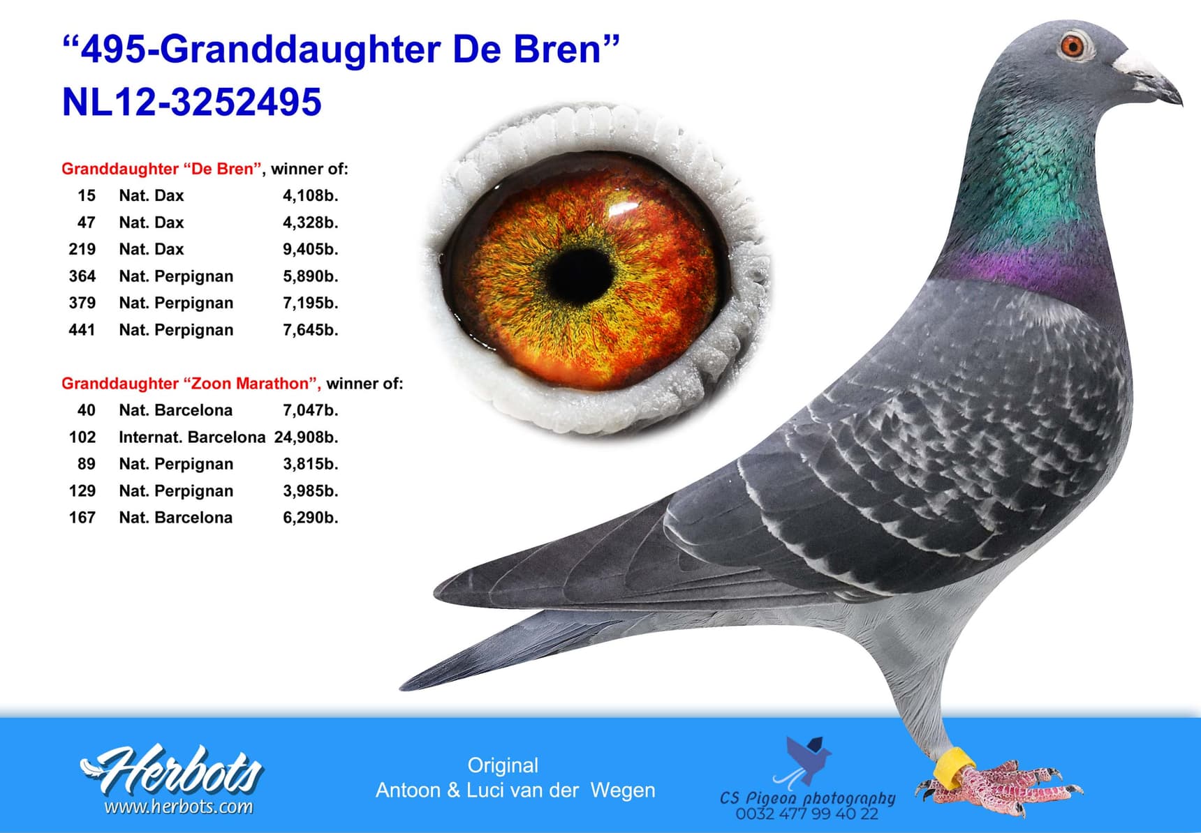 pigeon: undefined