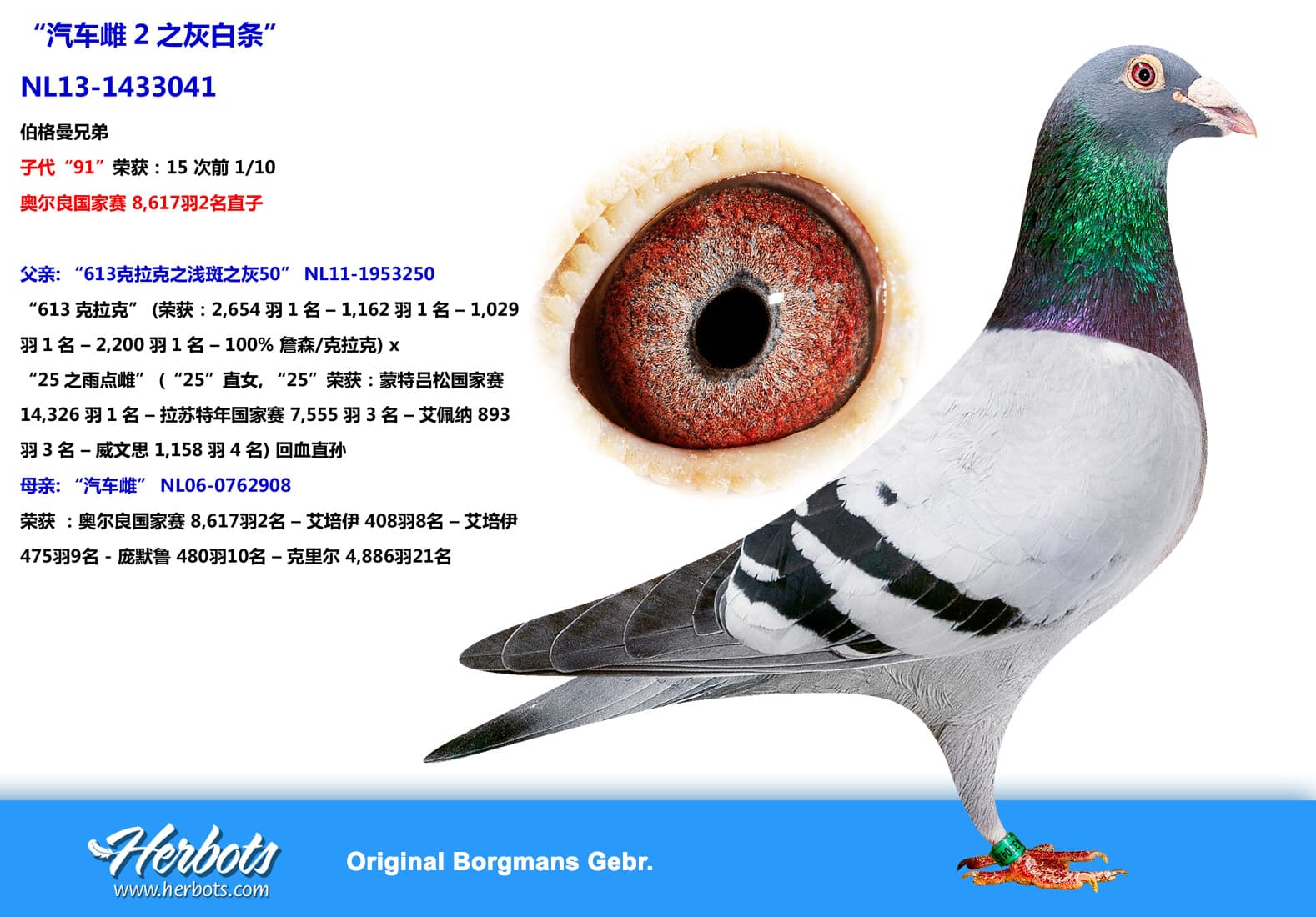 pigeon: undefined