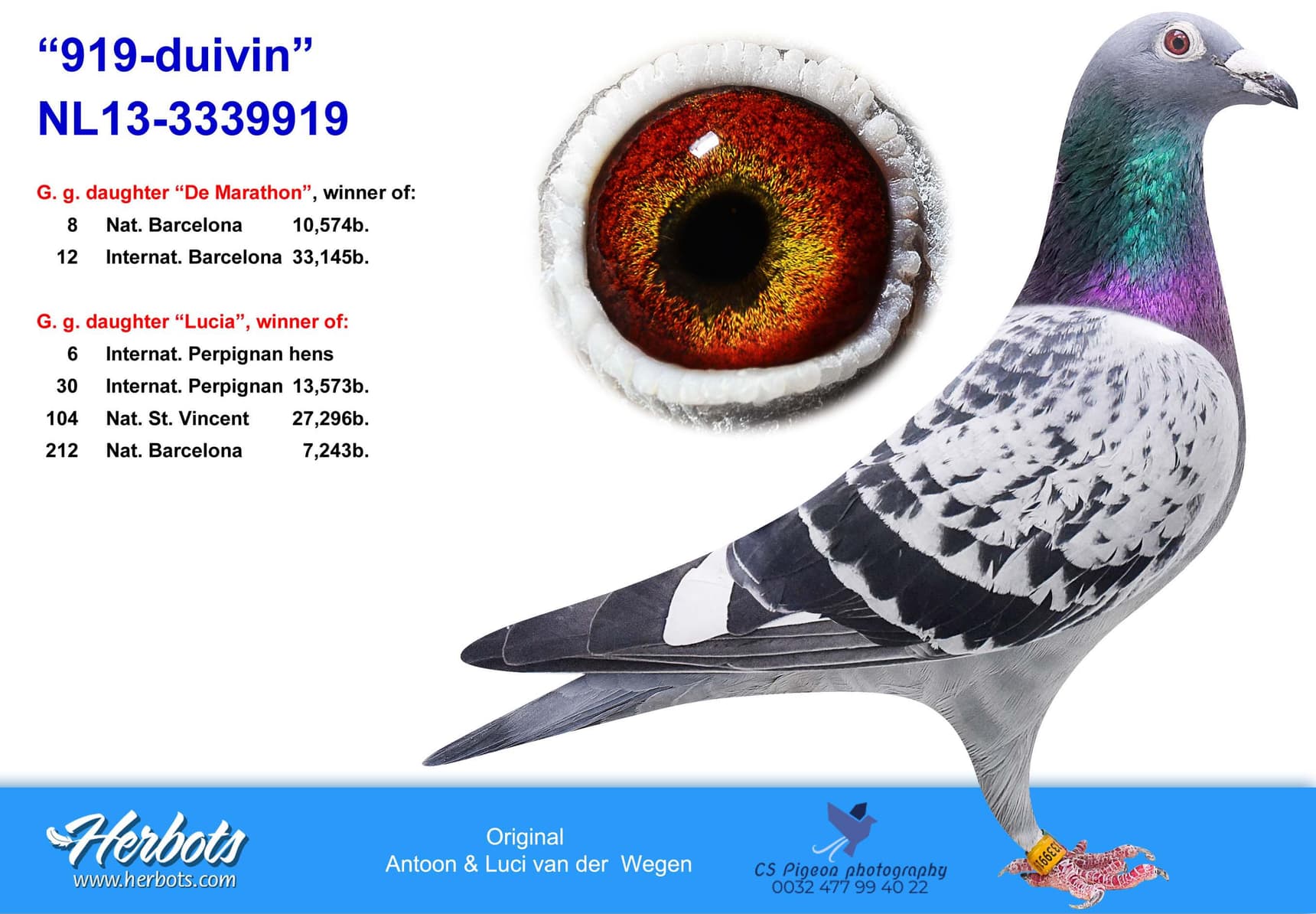 pigeon: undefined