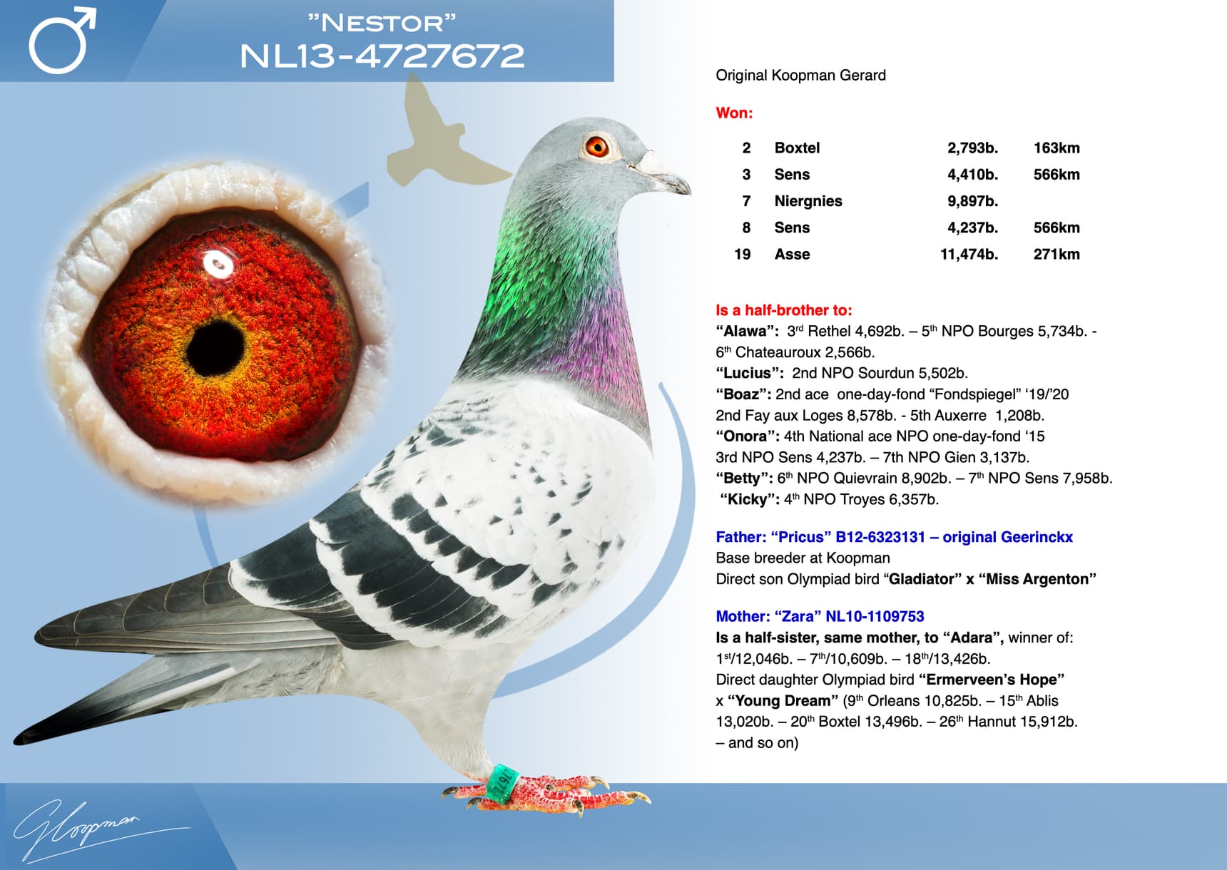 pigeon: undefined