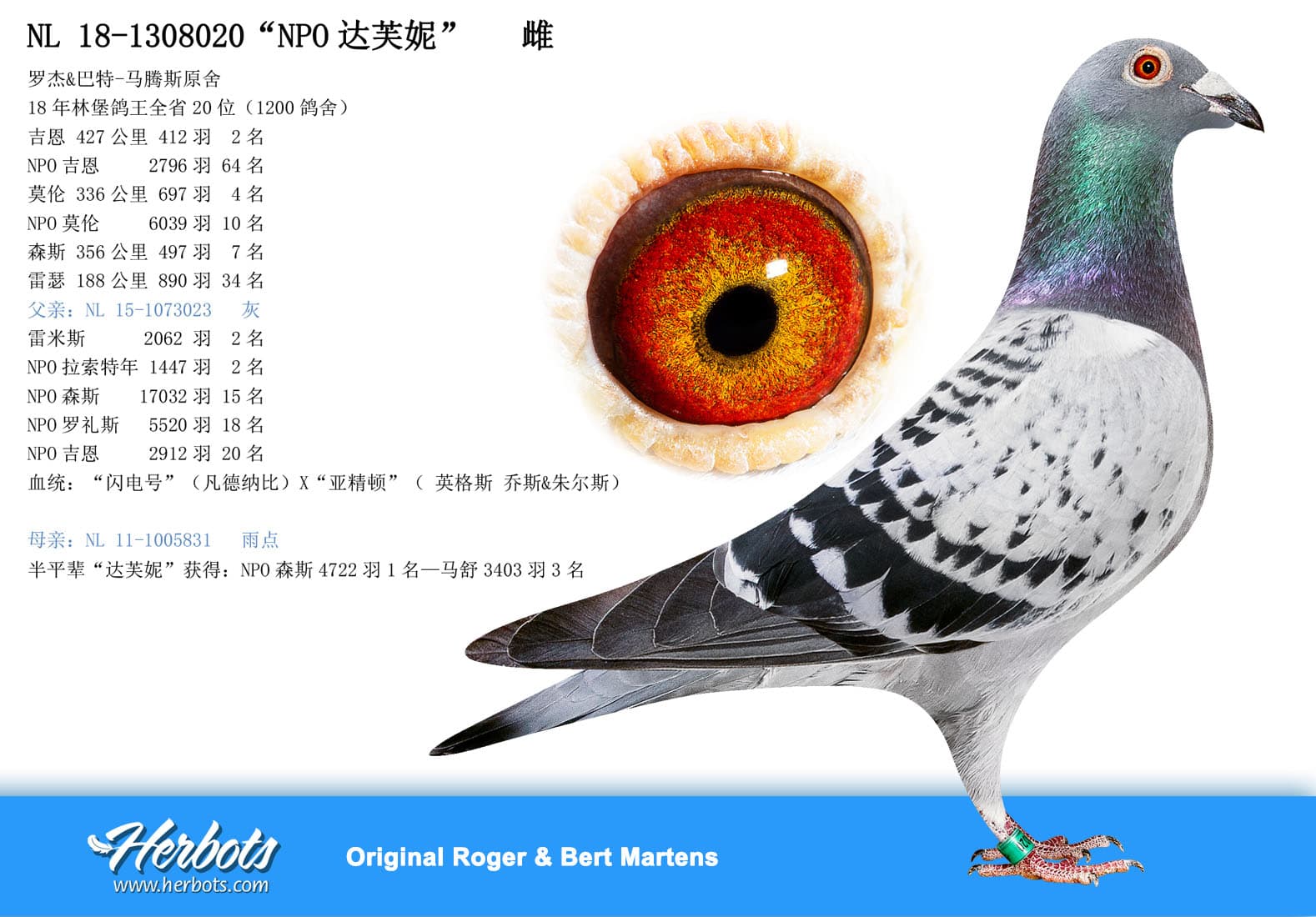 pigeon: undefined
