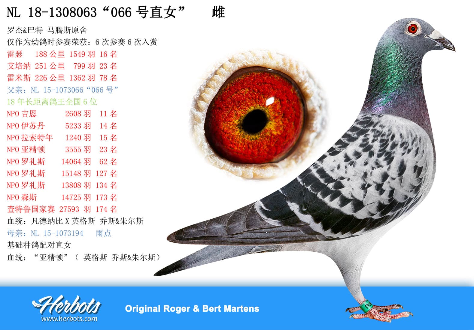pigeon: undefined