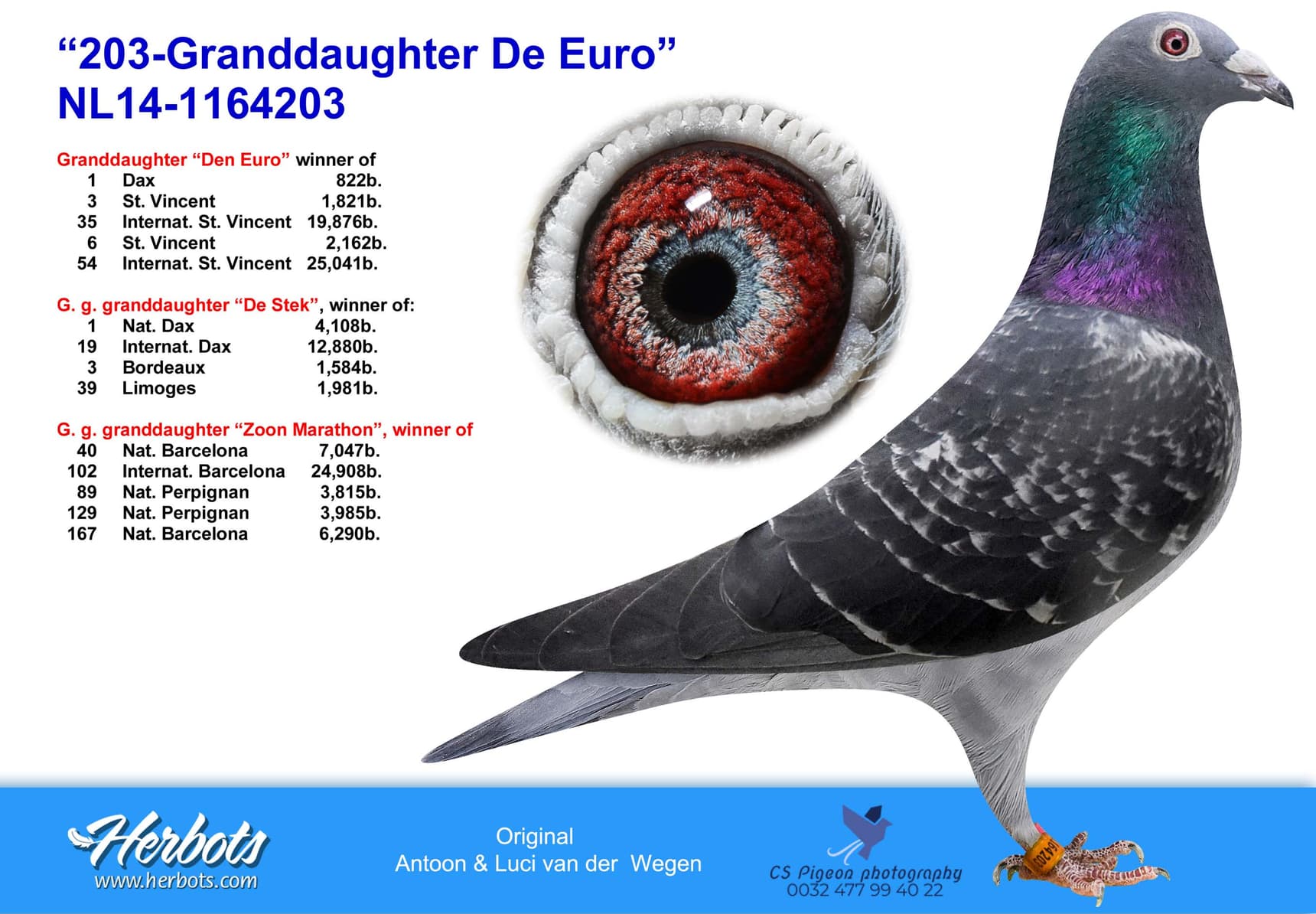 pigeon: undefined