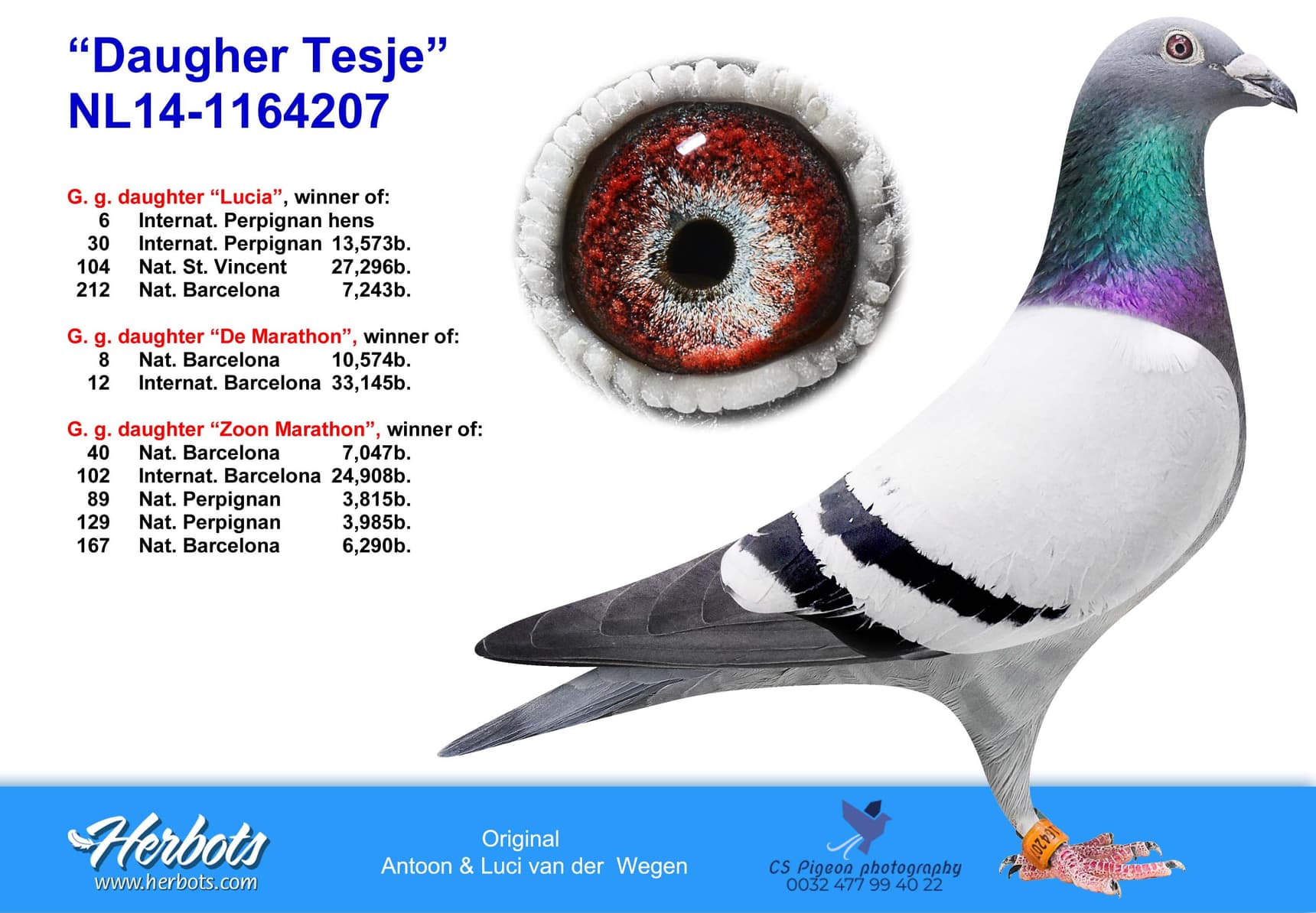 pigeon: undefined
