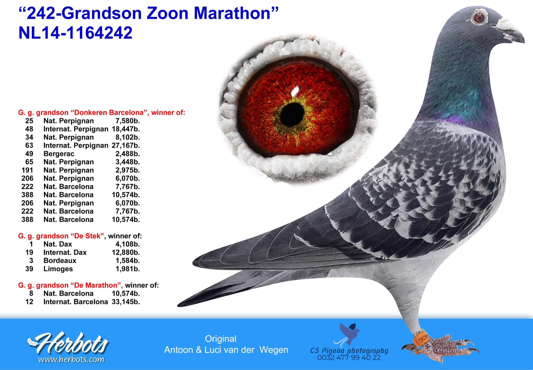 pigeon: undefined