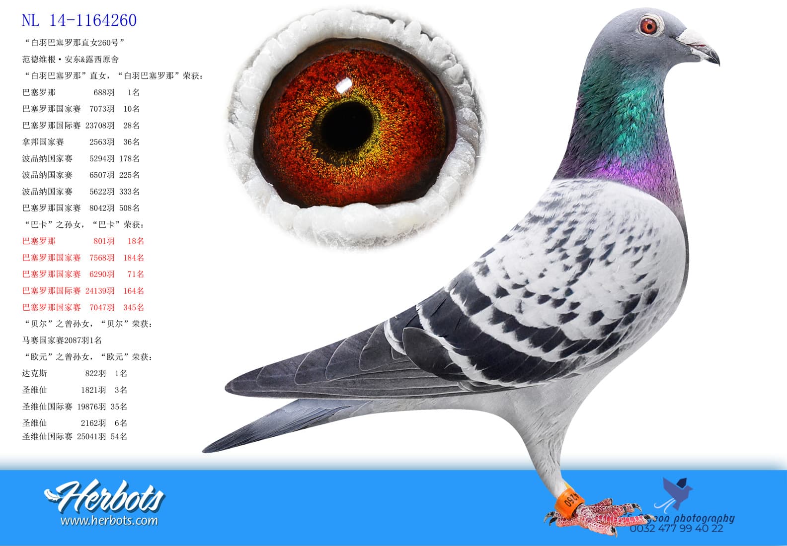 pigeon: undefined