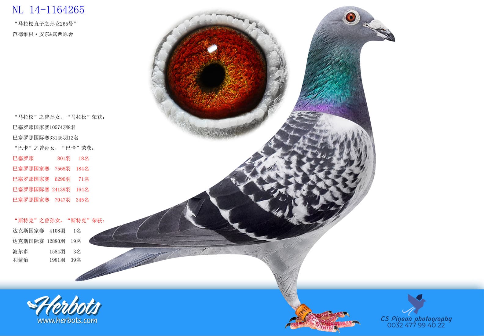pigeon: undefined