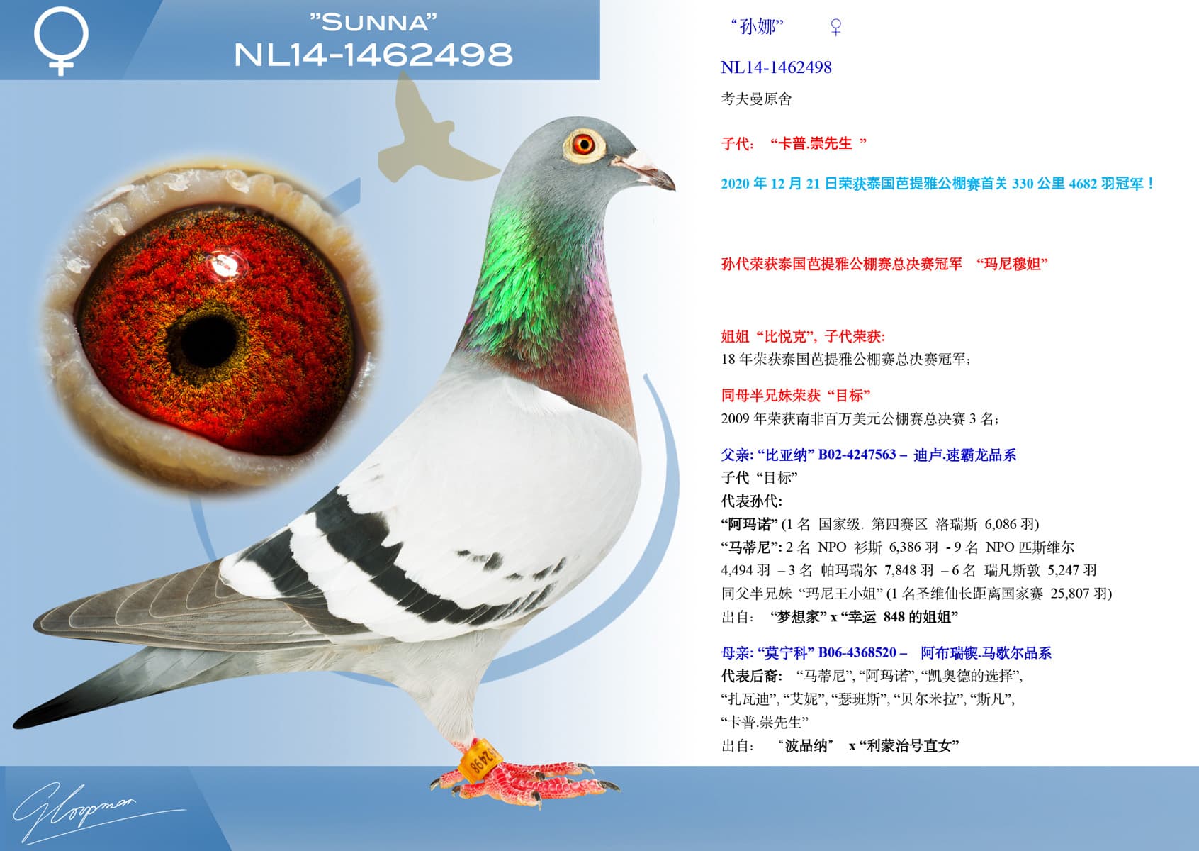 pigeon: undefined