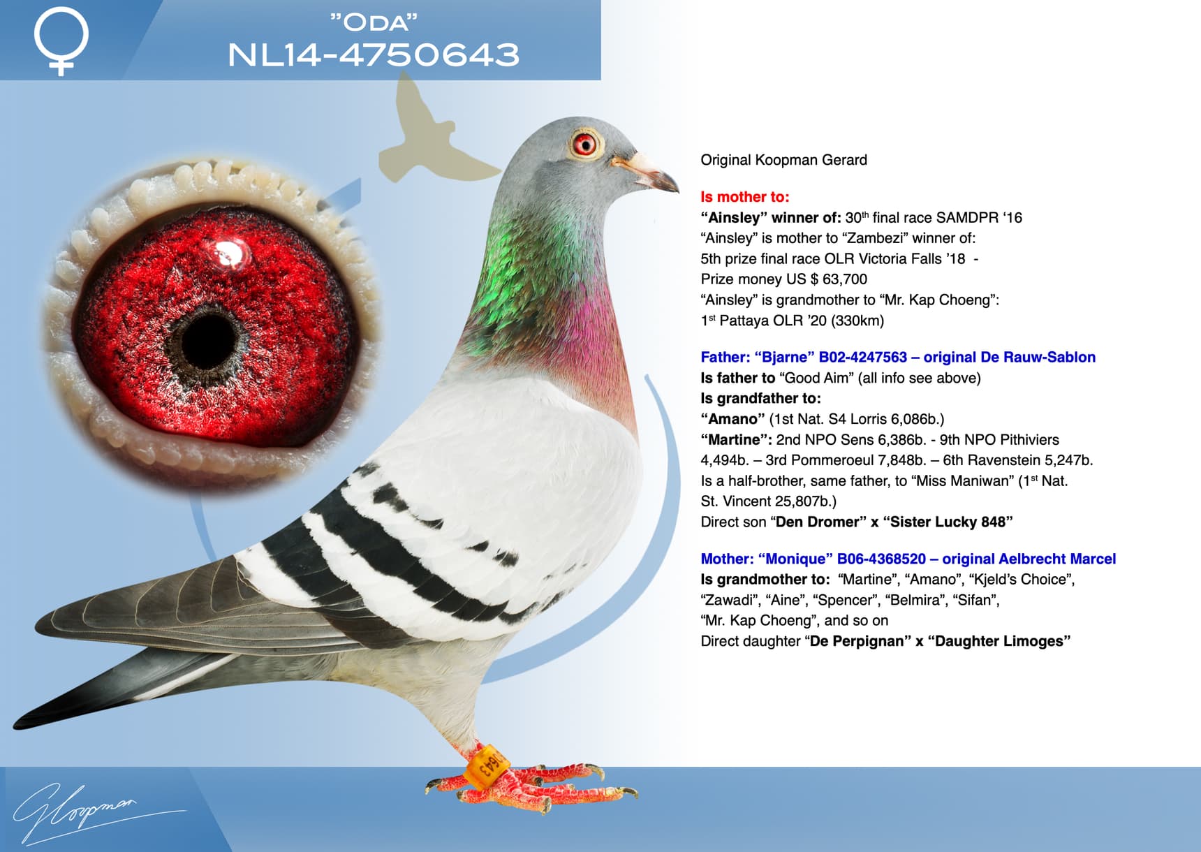 pigeon: undefined