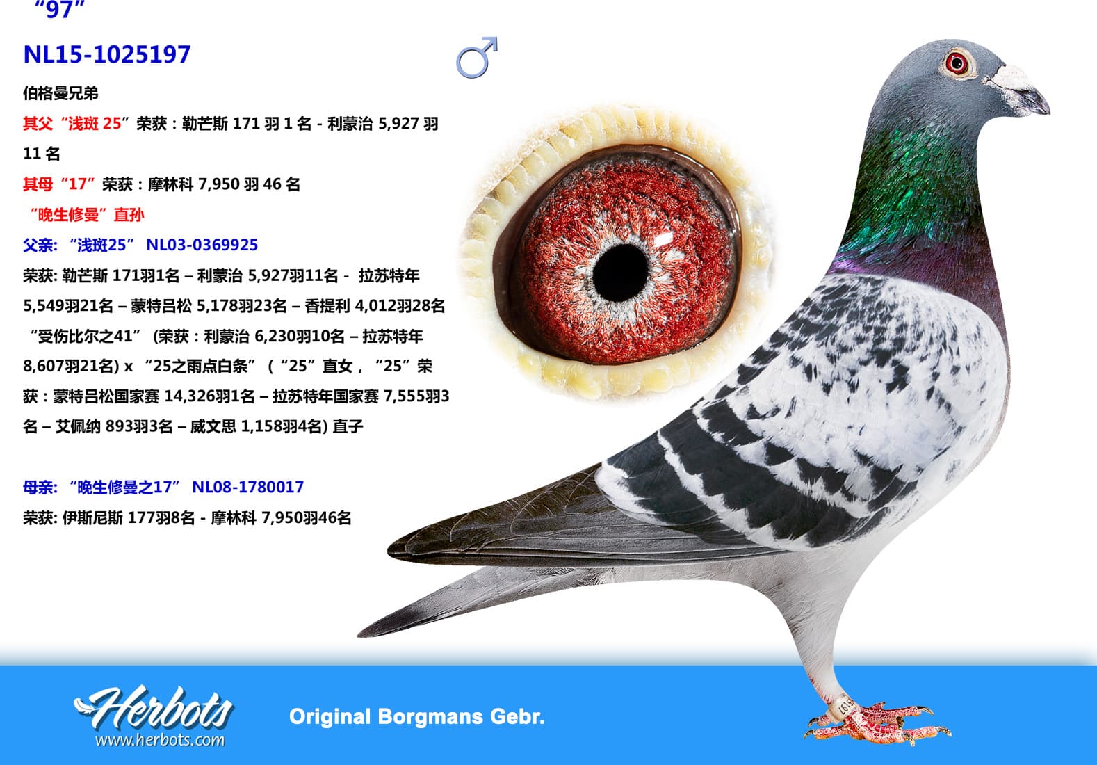 pigeon: undefined