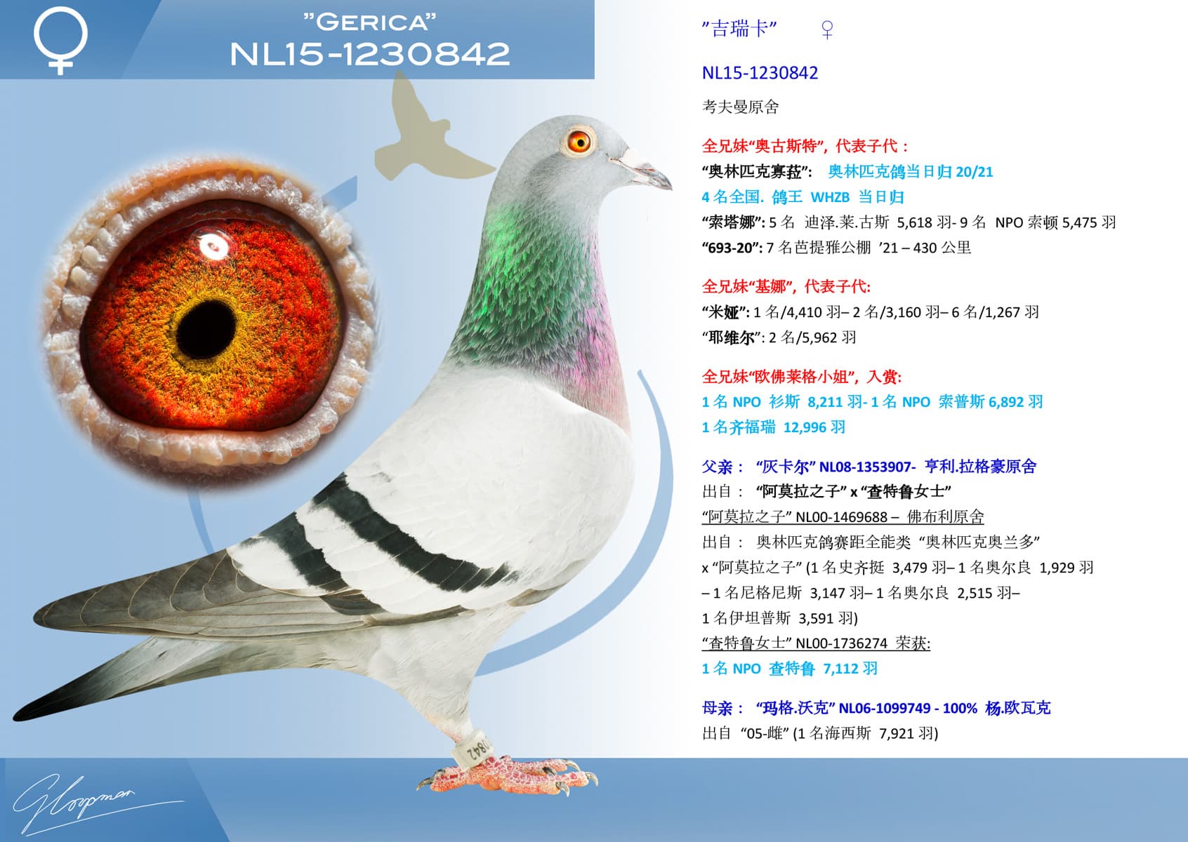 pigeon: ”吉瑞卡”