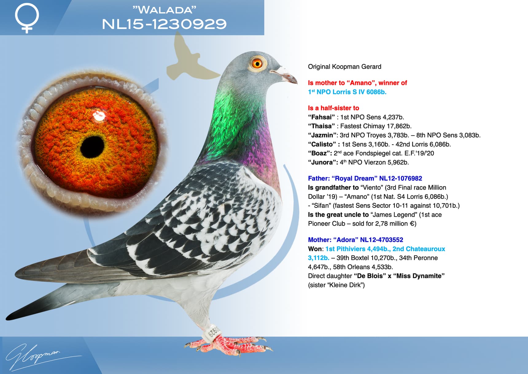 pigeon: undefined