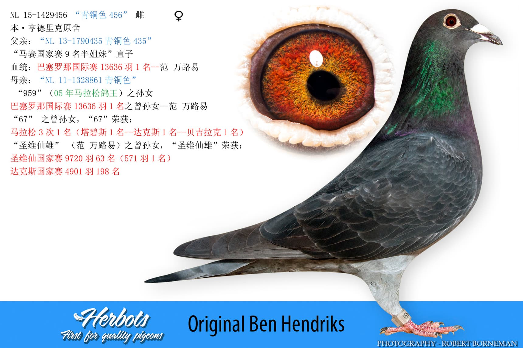 pigeon: undefined