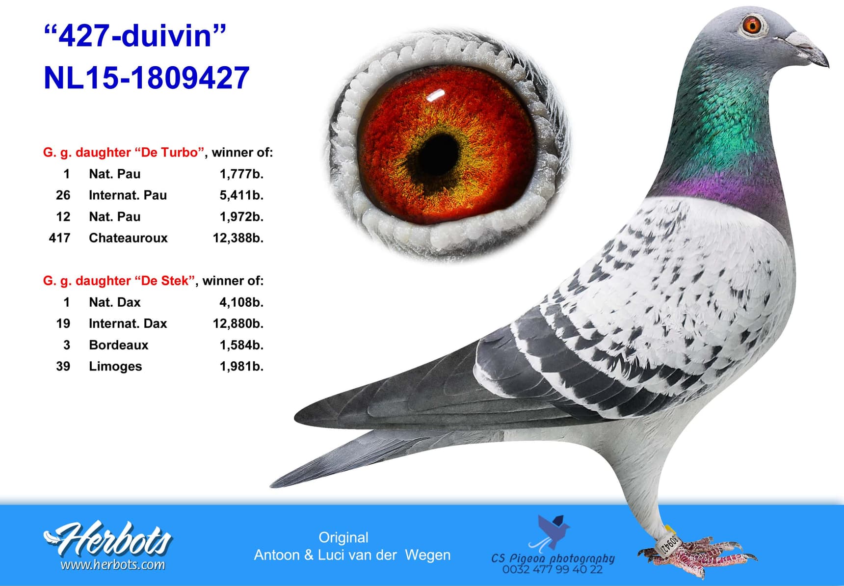 pigeon: undefined