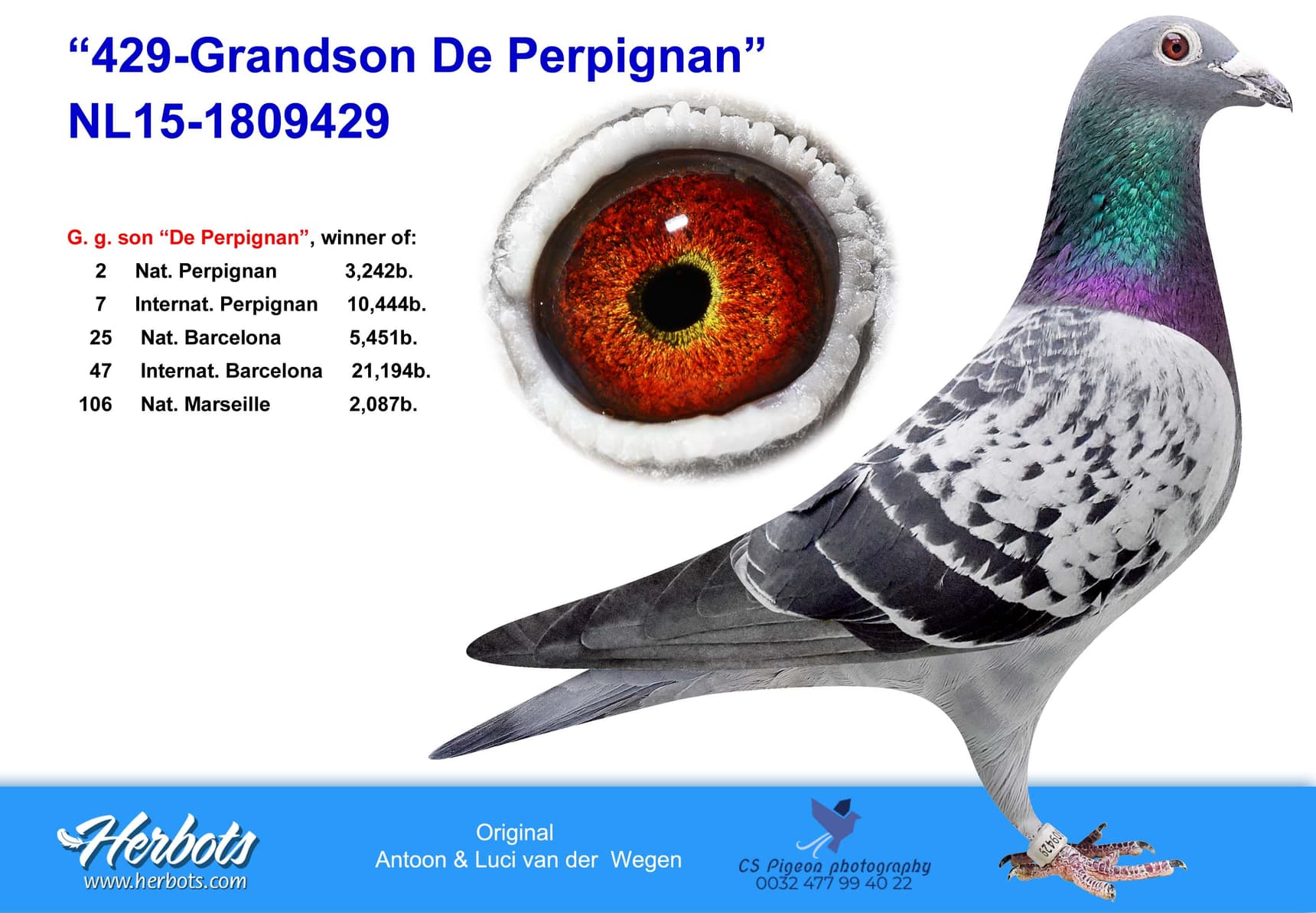 pigeon: undefined