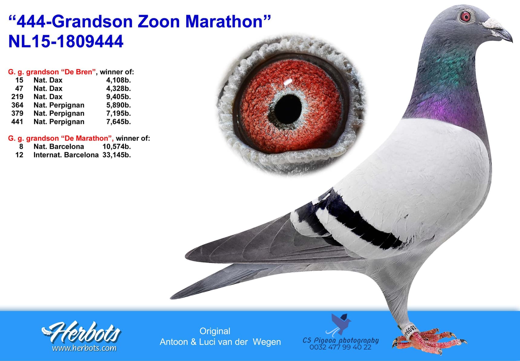 pigeon: undefined