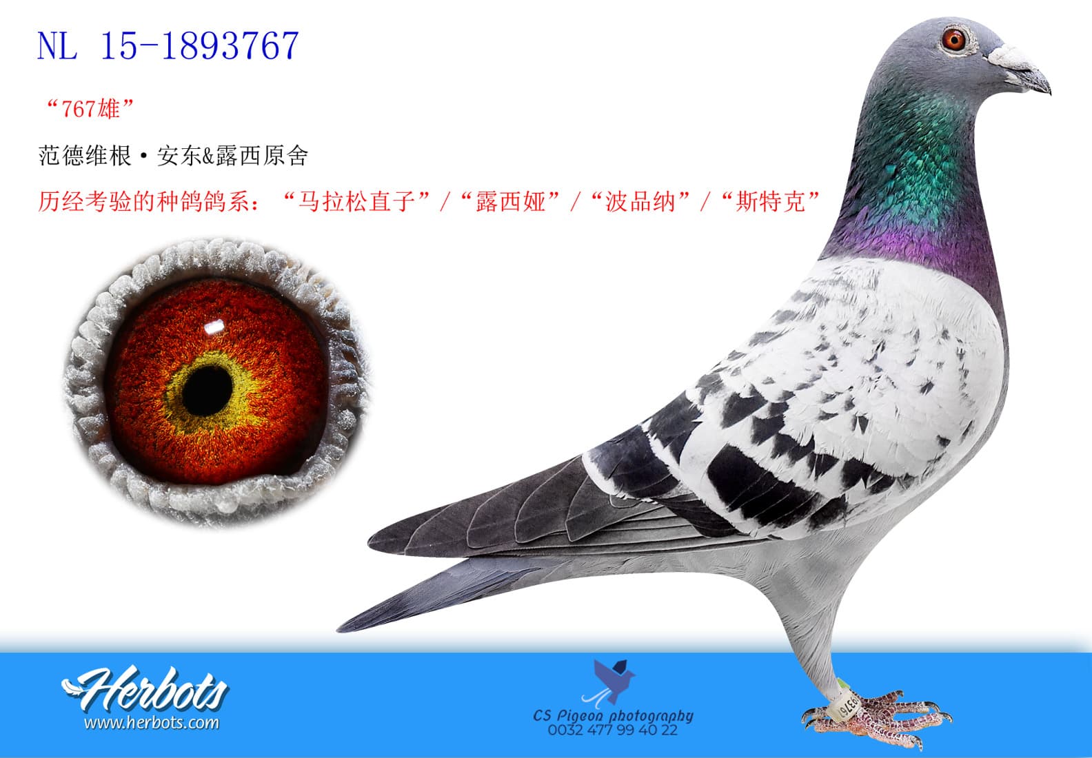 pigeon: undefined