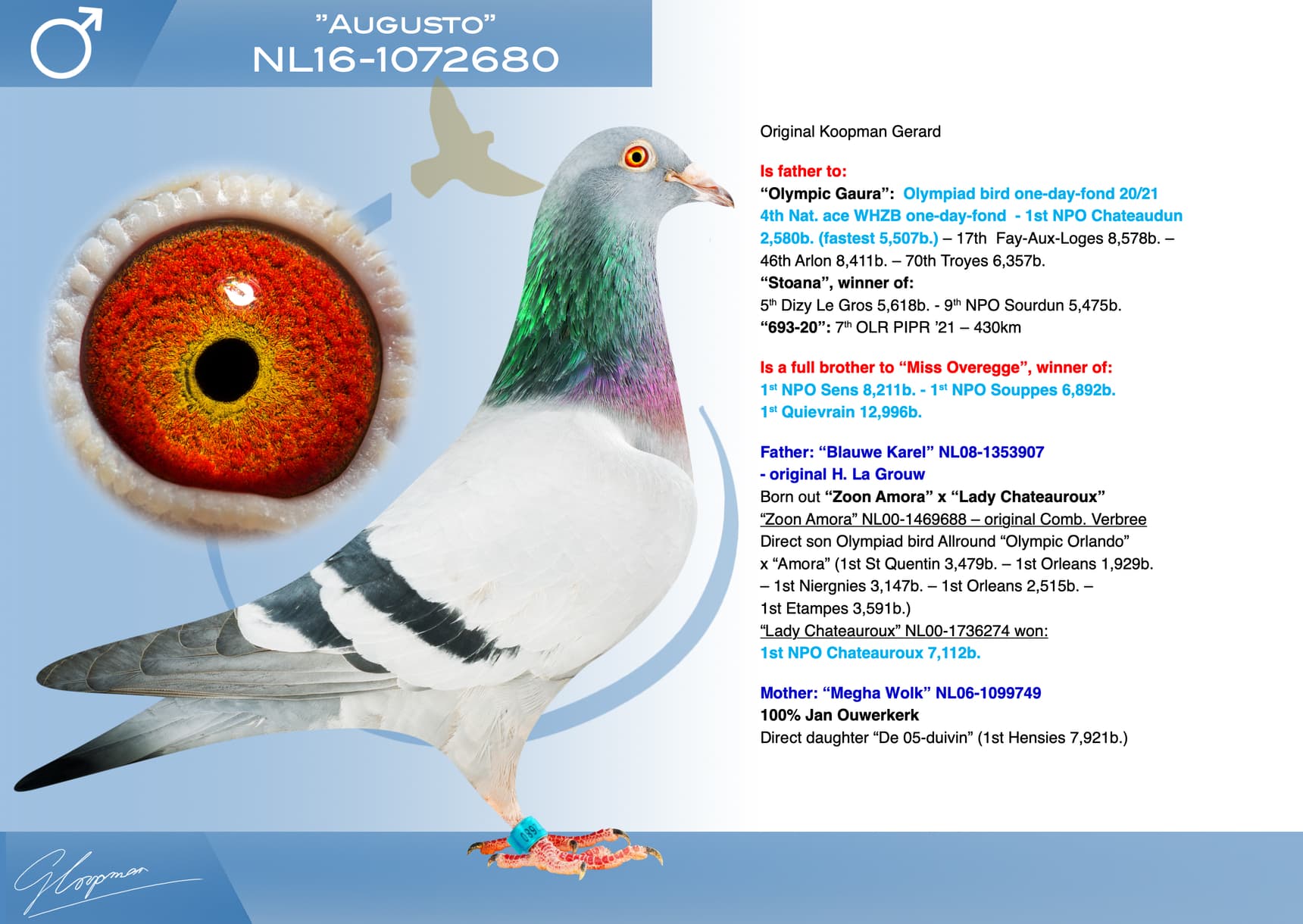 pigeon: undefined