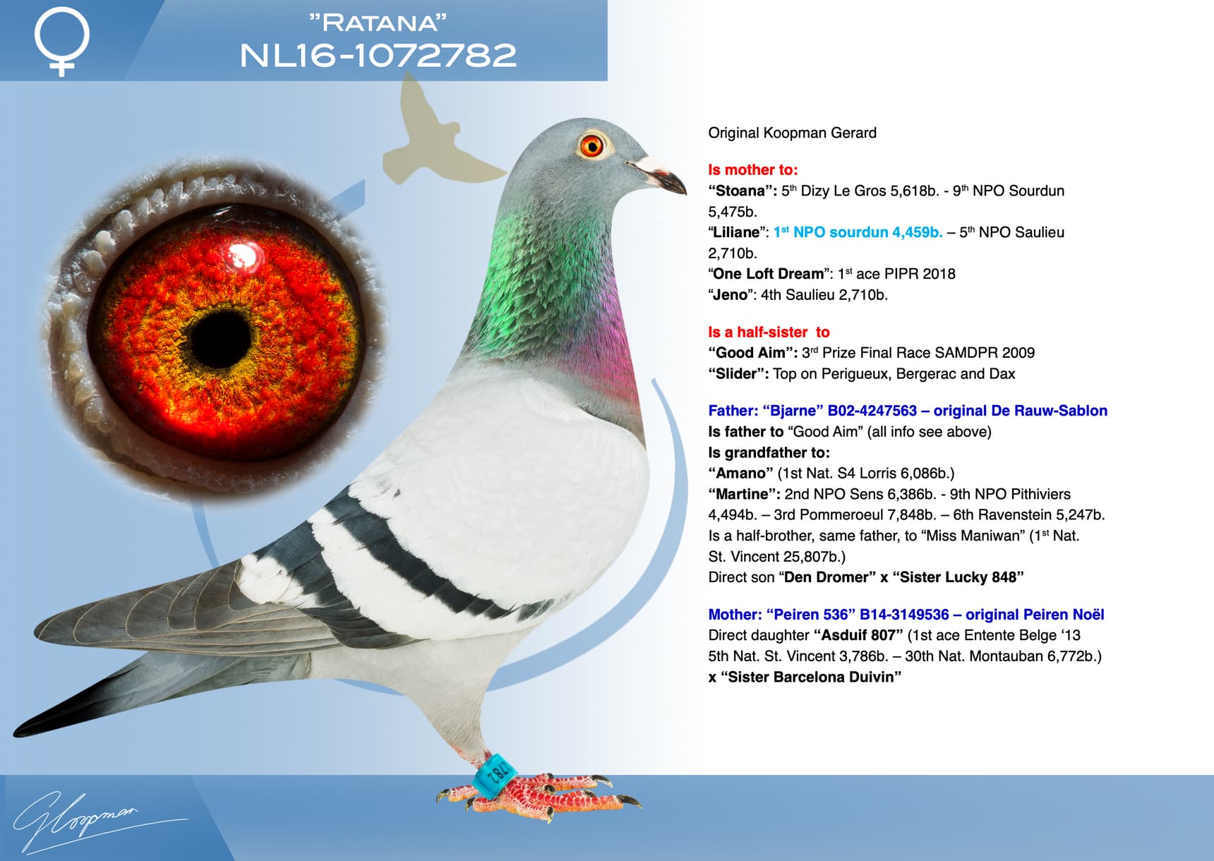 pigeon: undefined