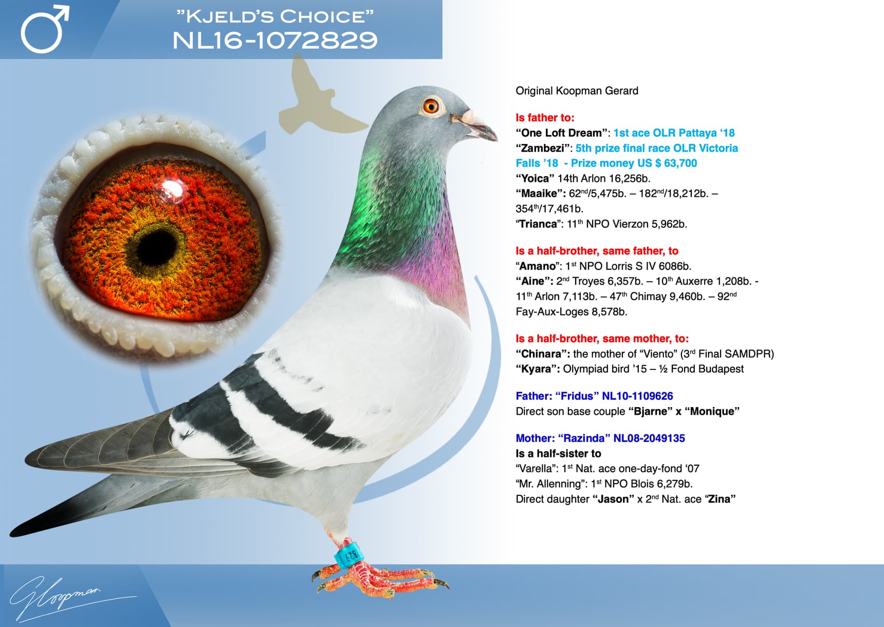 pigeon: undefined