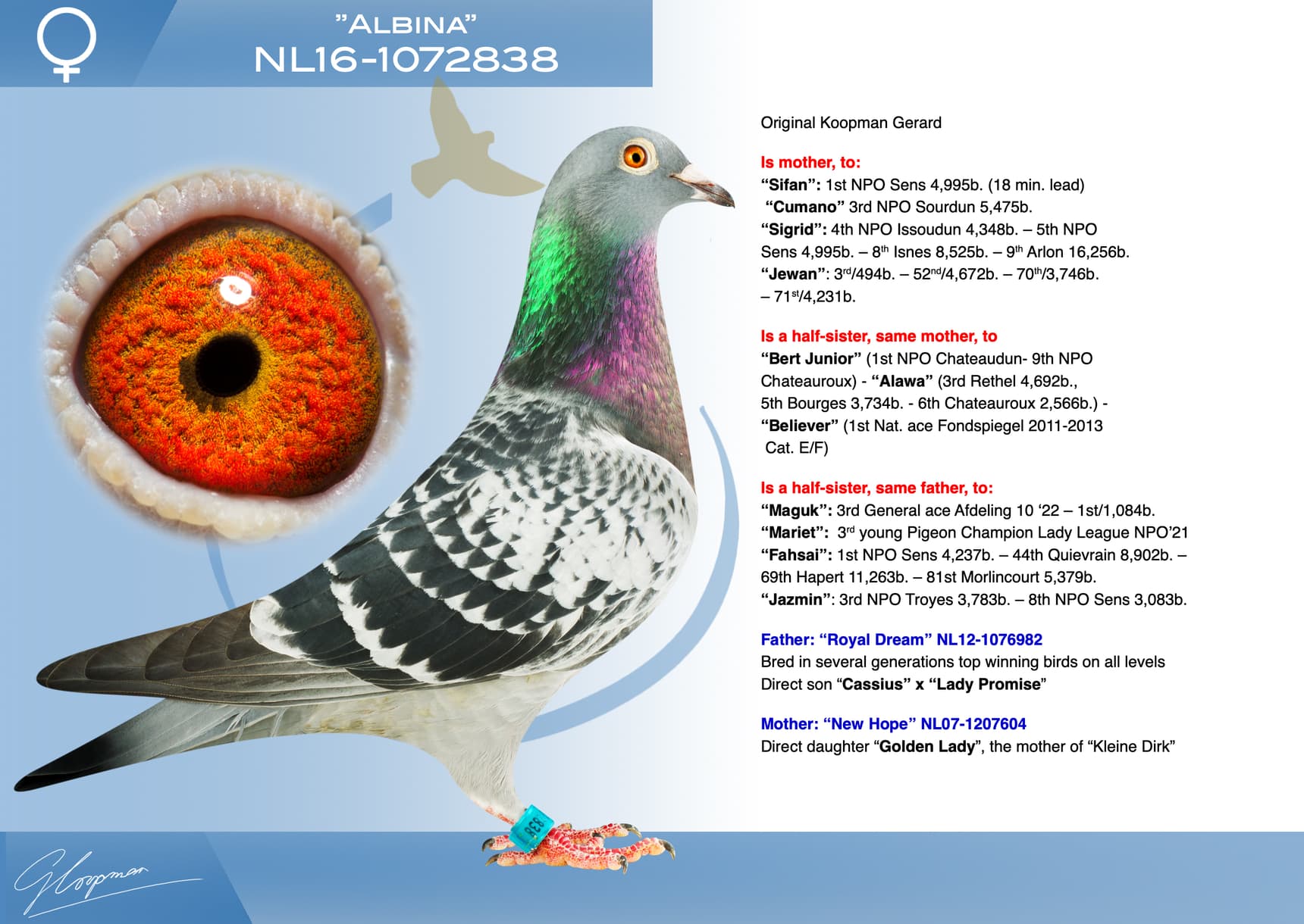 pigeon: undefined