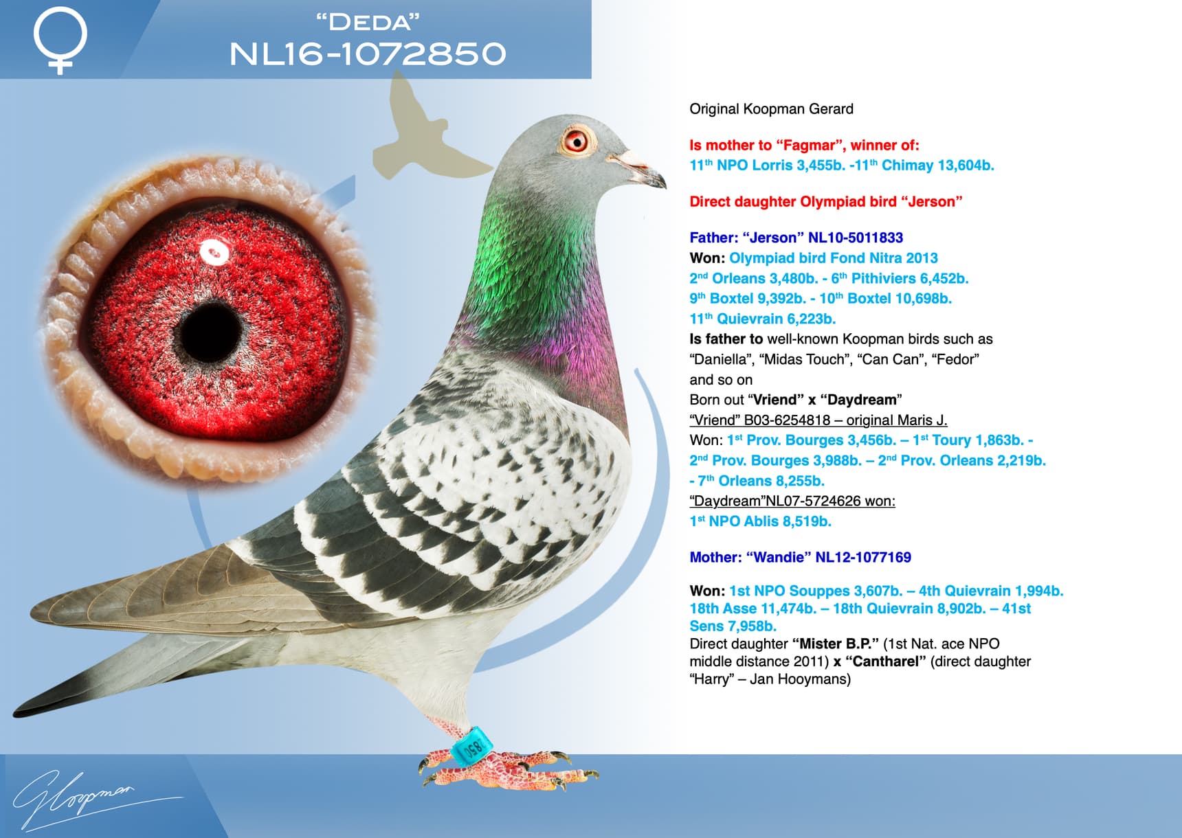 pigeon: undefined