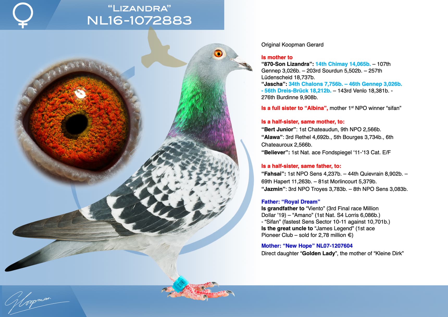 pigeon: undefined