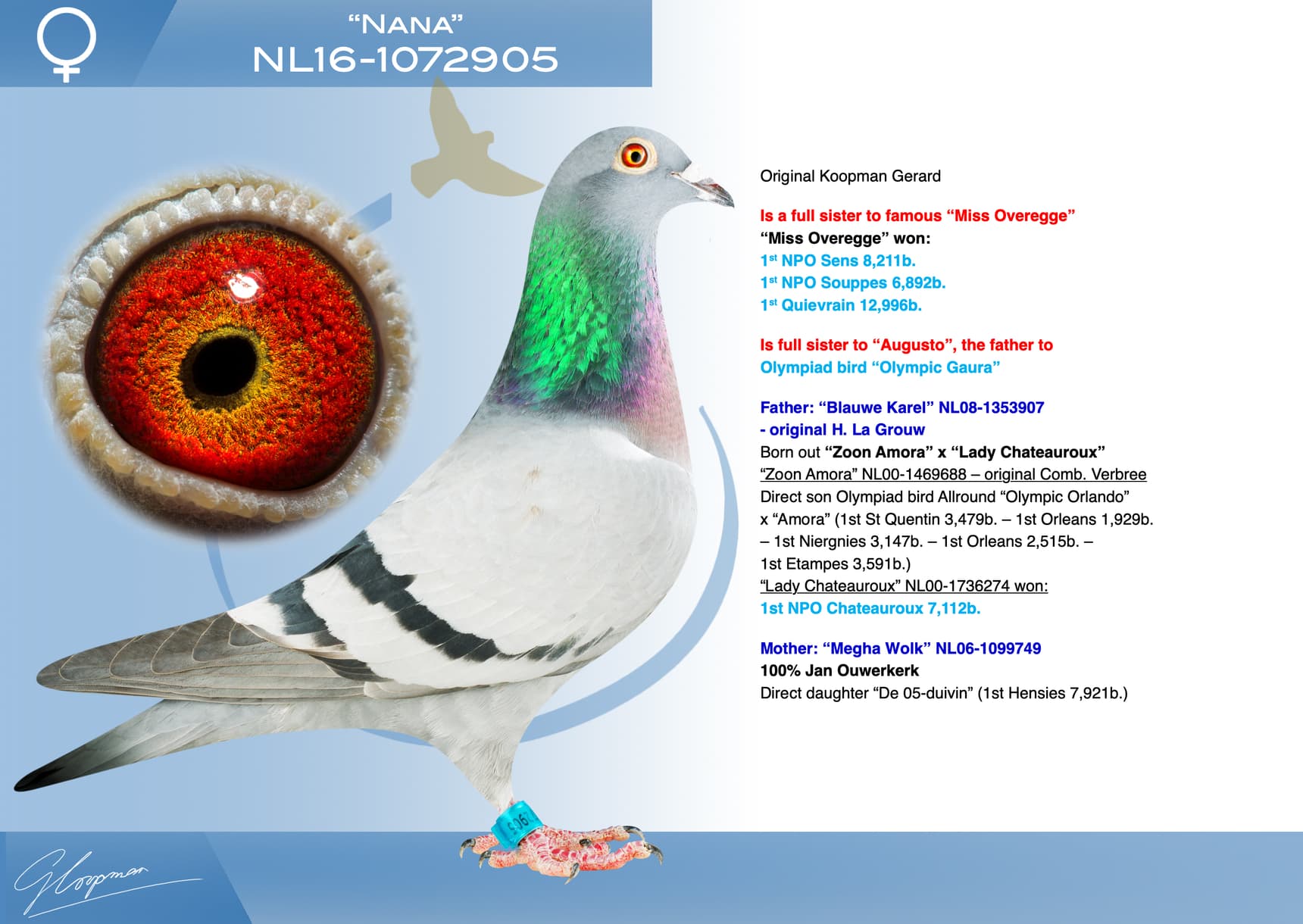 pigeon: undefined