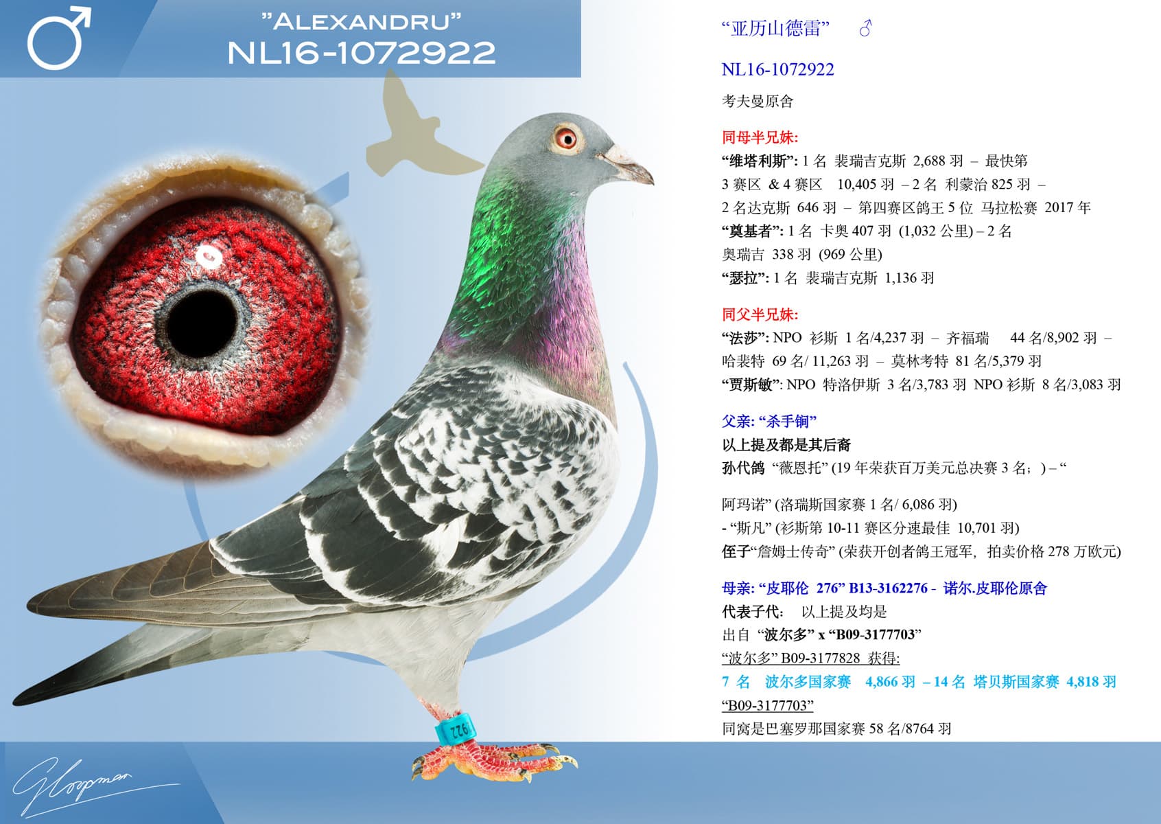 pigeon: undefined