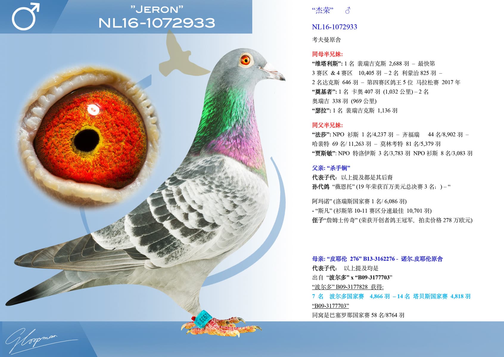 pigeon: “杰荣”