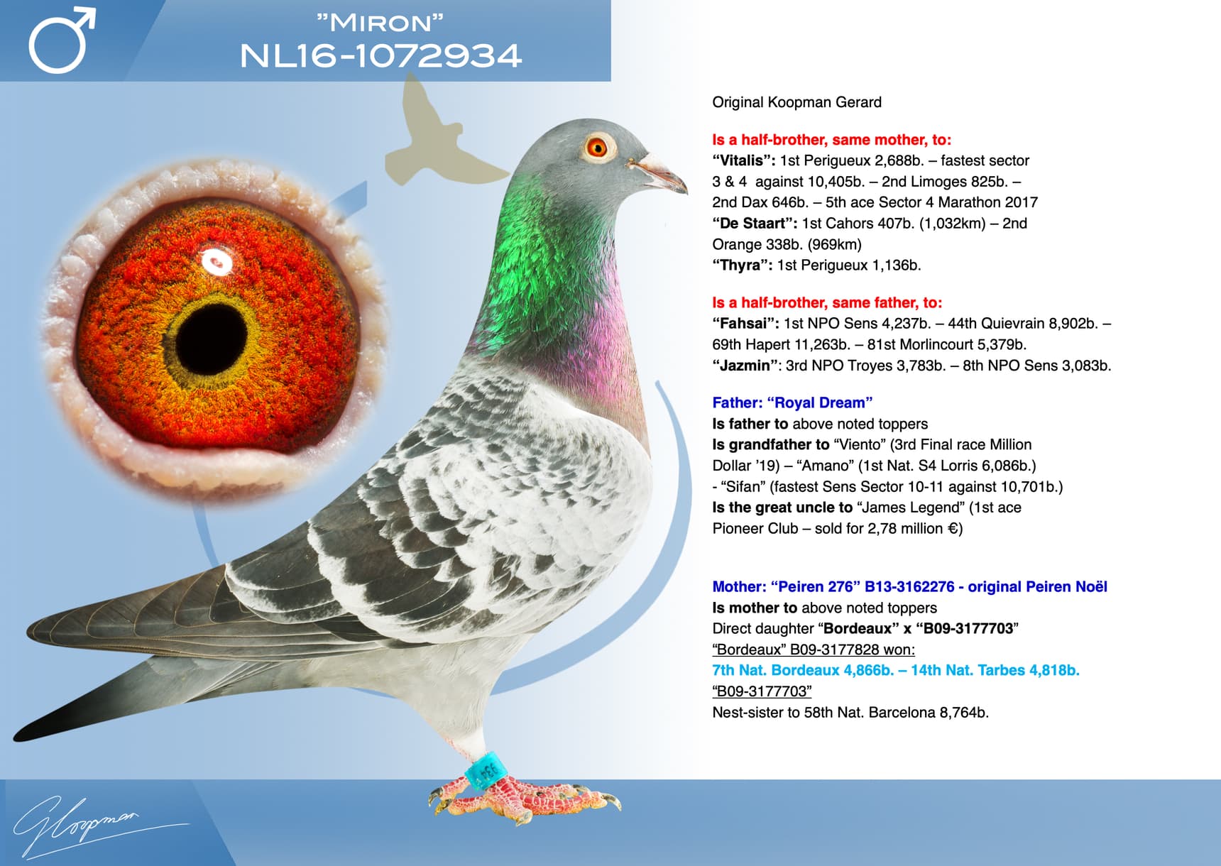 pigeon: undefined