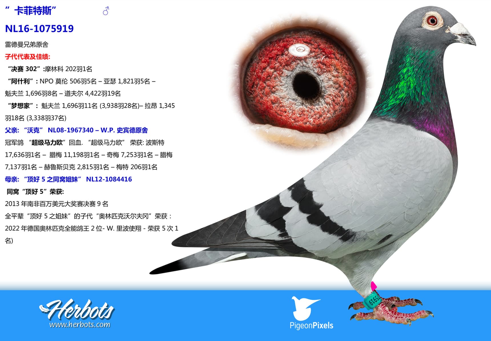 pigeon: ”卡菲特斯”