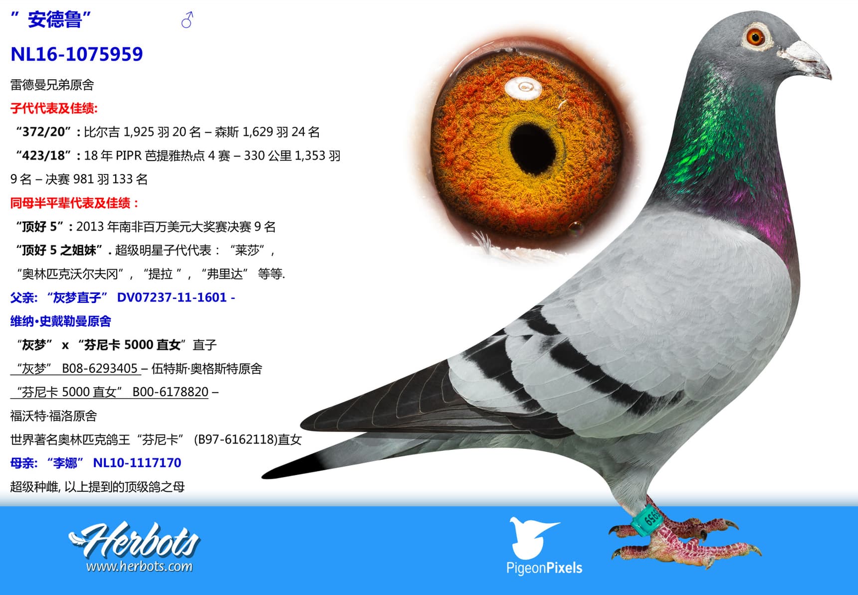 pigeon: ”安德鲁”