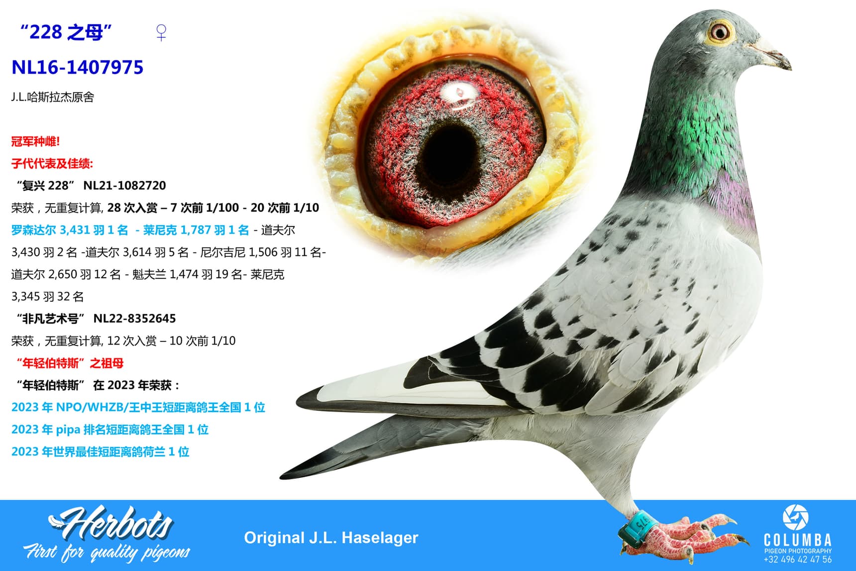pigeon: undefined