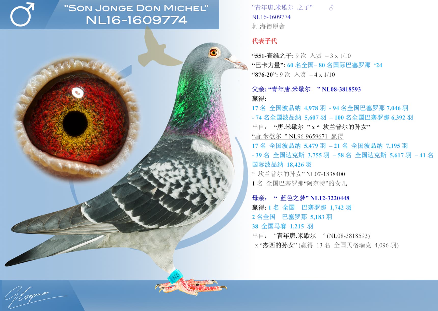 pigeon: ”青年唐.米歇尔 之子”