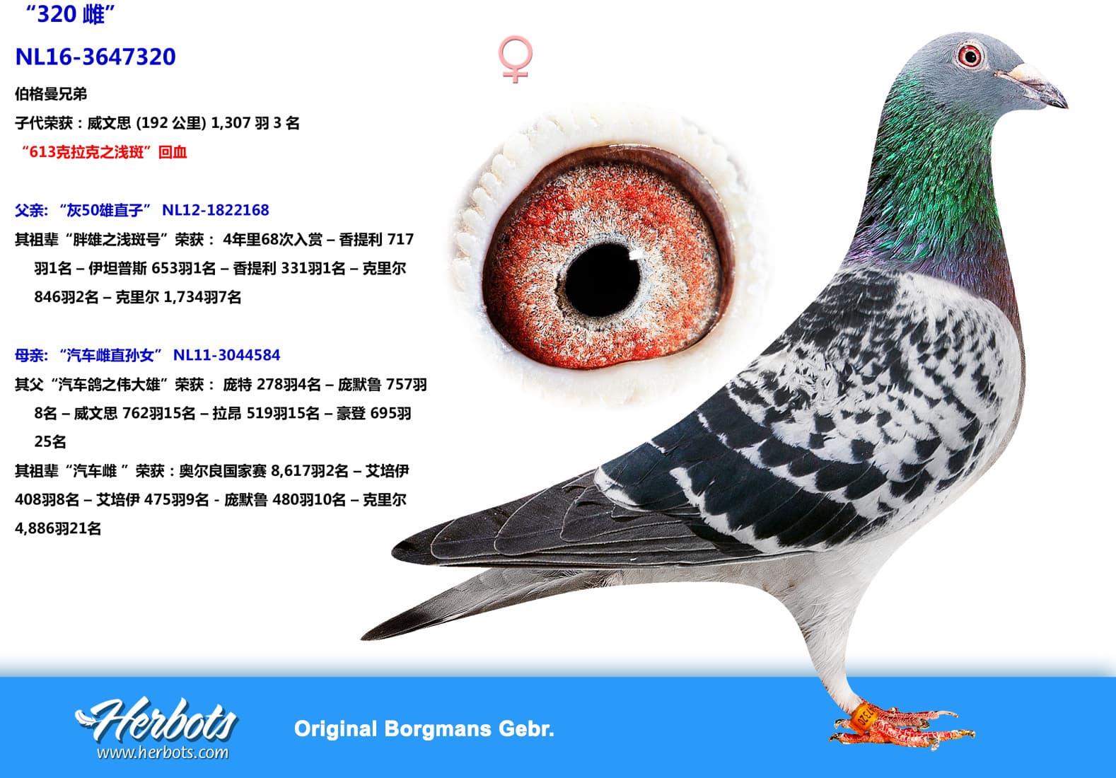 pigeon: undefined