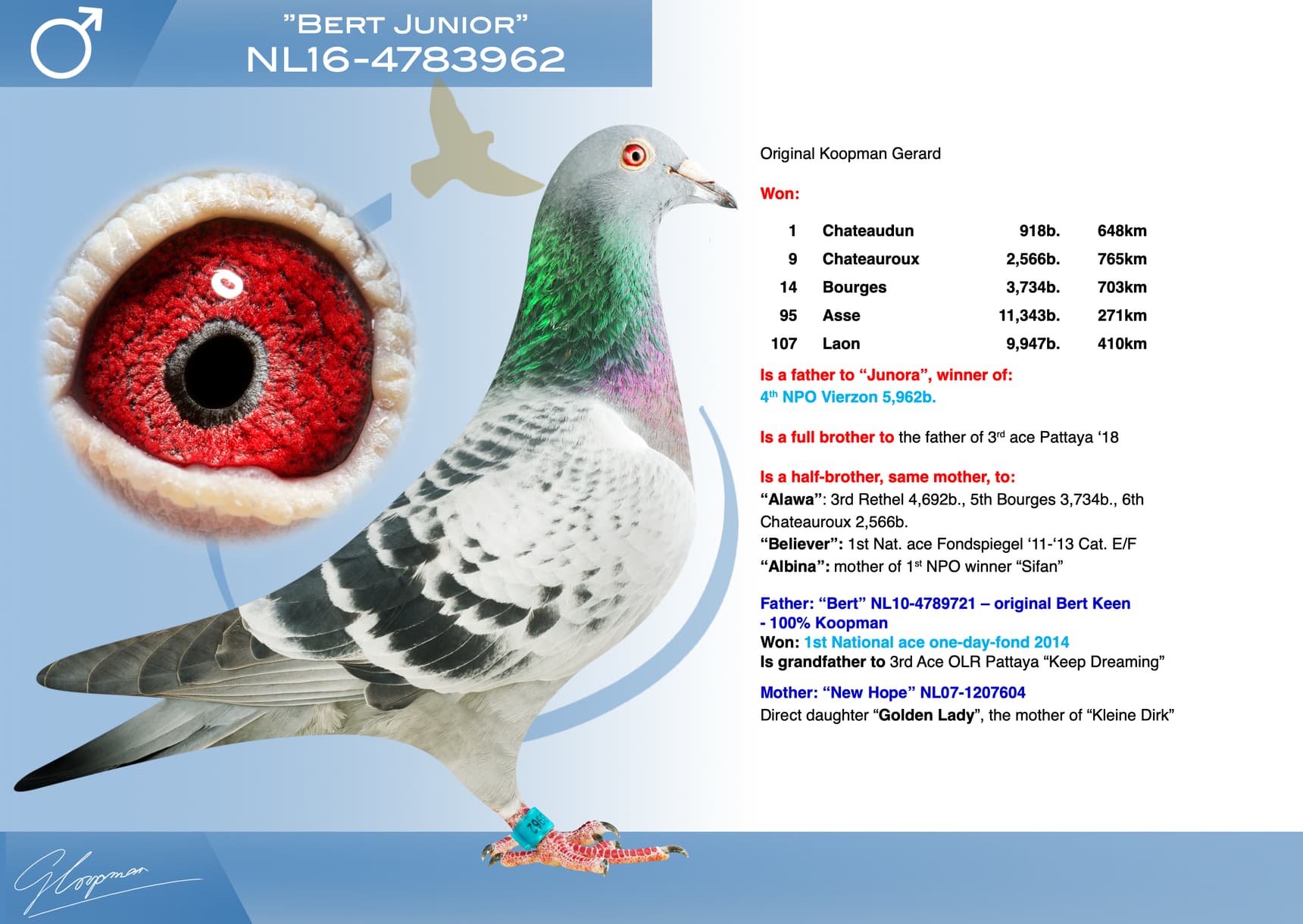 pigeon: undefined