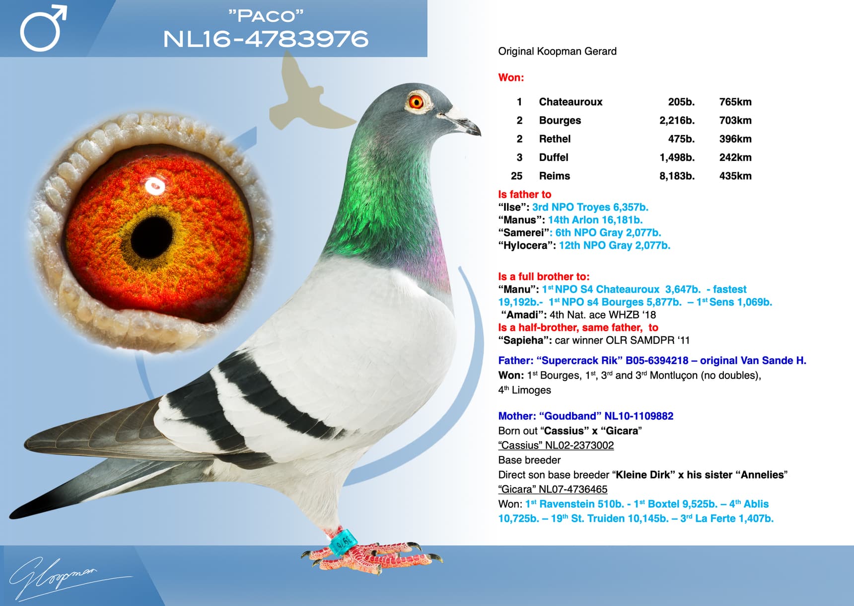 pigeon: undefined