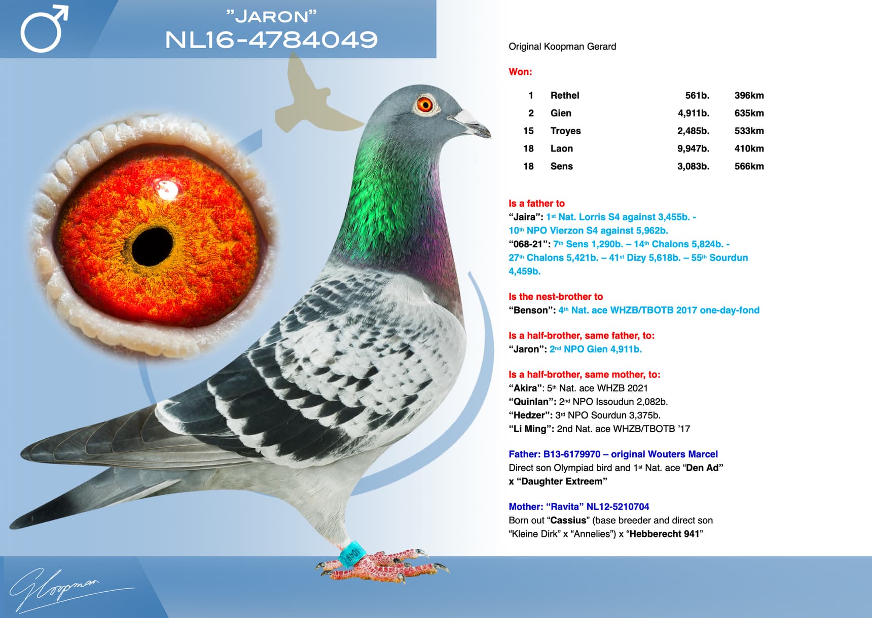 pigeon: undefined