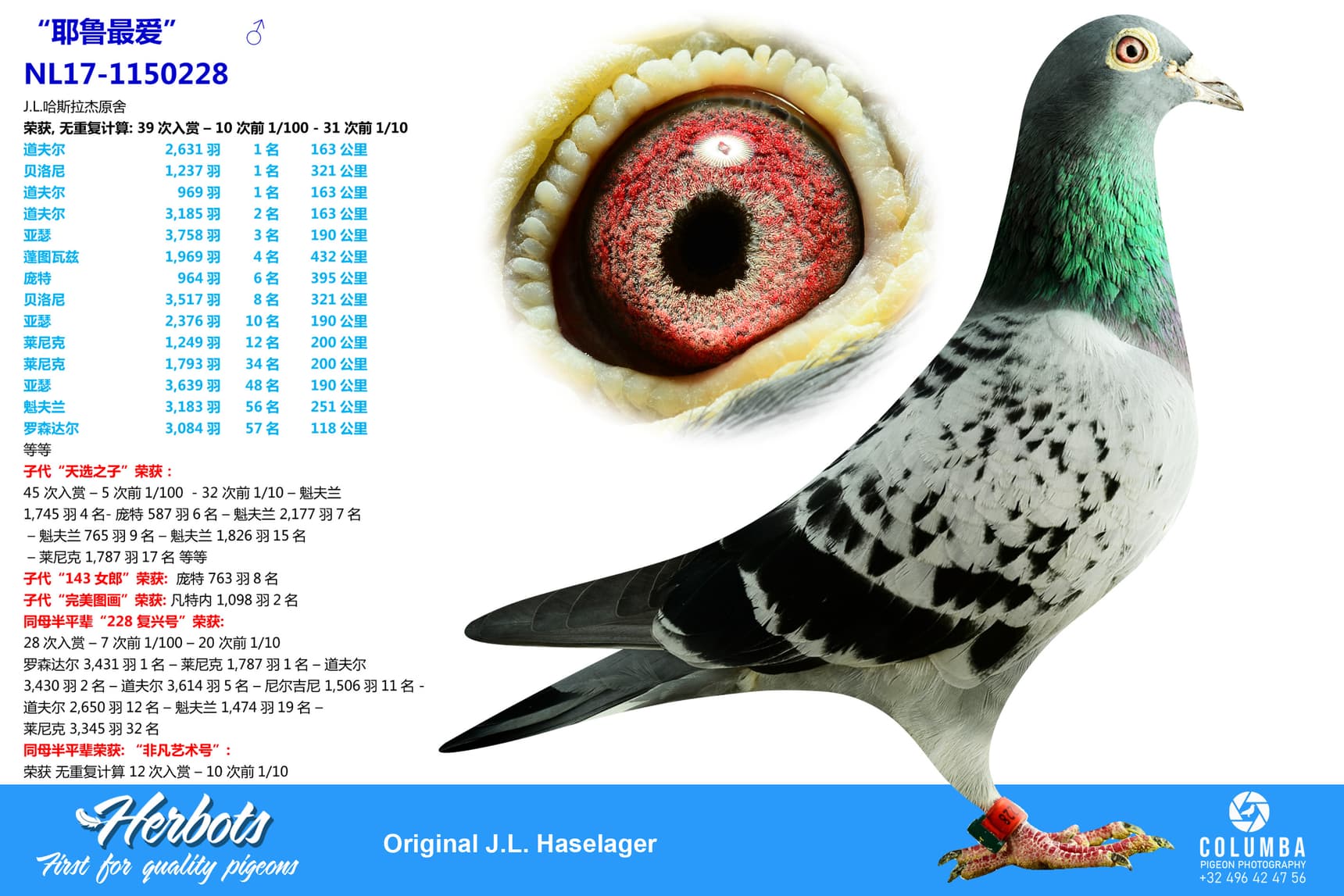 pigeon: undefined