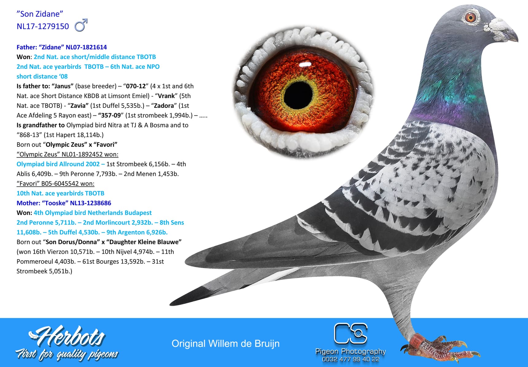 pigeon: undefined